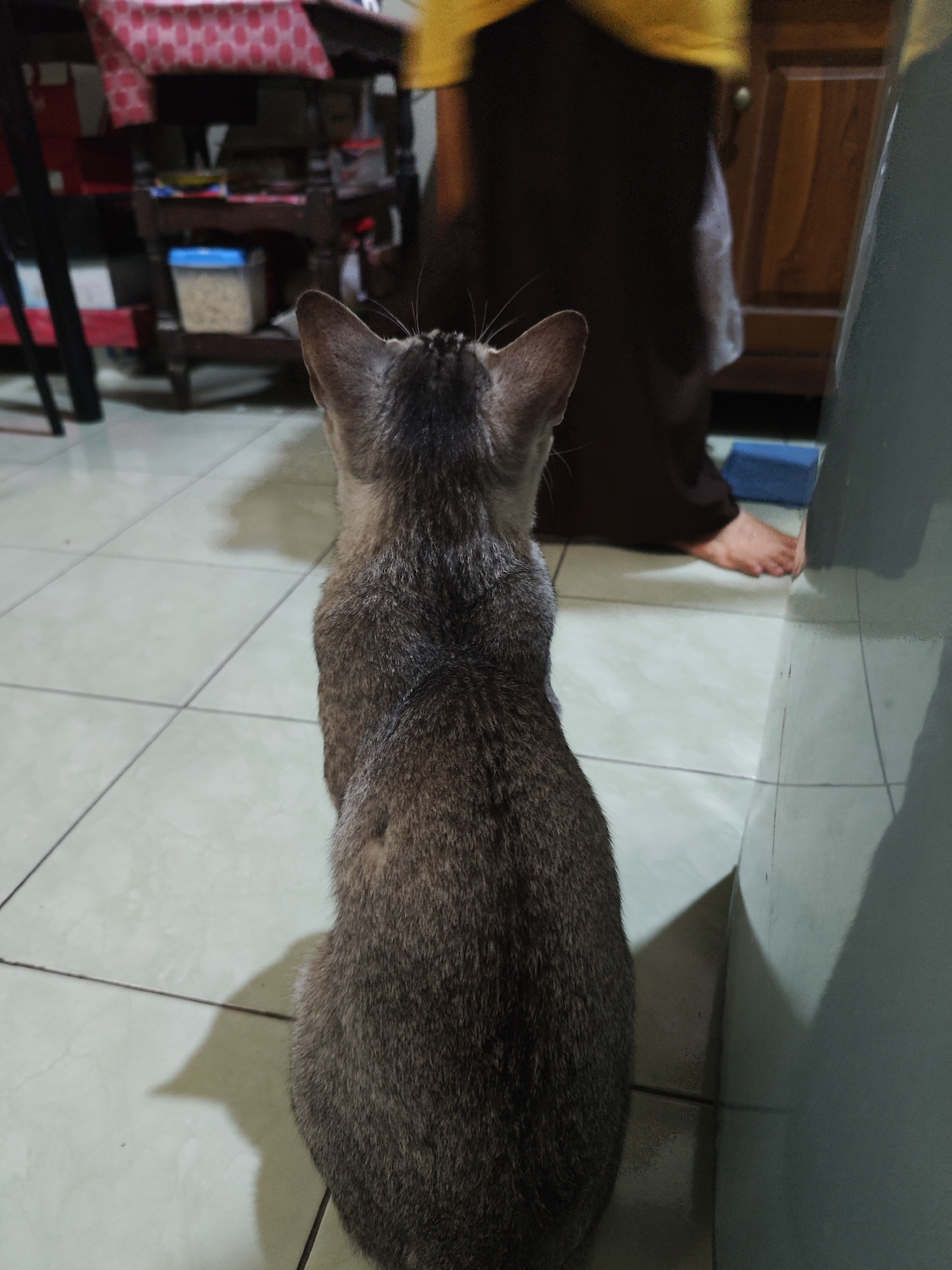 The image captures a domestic scene from a low-angle perspective, looking from behind a tabby cat sitting on a tiled floor. The cat, facing away from the camera, has its back and head visible. In the background, a person's lower legs and feet are visible, wearing dark-colored clothing. The environment appears to be an indoor space, possibly a kitchen or dining area, with wooden cabinets and shelves visible. On the shelves, various items like containers and possibly food are present. The tiled floor shows grout lines. Shadows are cast on the floor, indicating light sources from the right and possibly above. The overall impression is of a casual moment in a home. The scene is likely located in Sroyo, Indonesia, given the context.