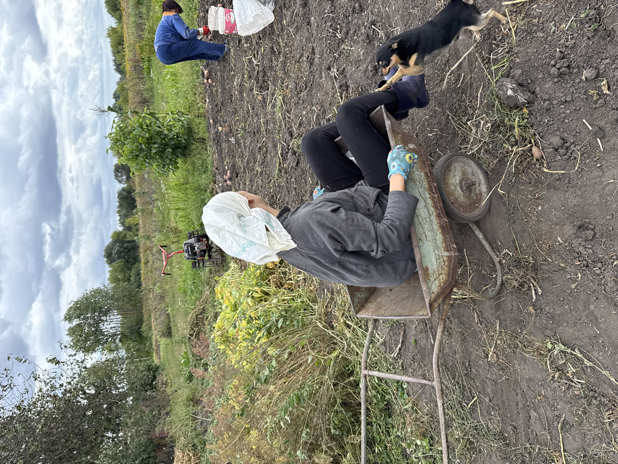 In the rural village of Fominka, Russia, on an overcast day, a person is seated in a rusty wheelbarrow in a cultivated field. The person, wearing a white headscarf, grey sweatshirt, black leggings, and blue boots, has their hands in blue gardening gloves. A small black and tan dog is jumping up towards the person's legs. In the background, another person in a blue jumpsuit is tending to a field, and a red tiller is visible. The ground is dark soil, with some vegetation and harvested potatoes scattered around. The overall environment suggests agricultural activity.