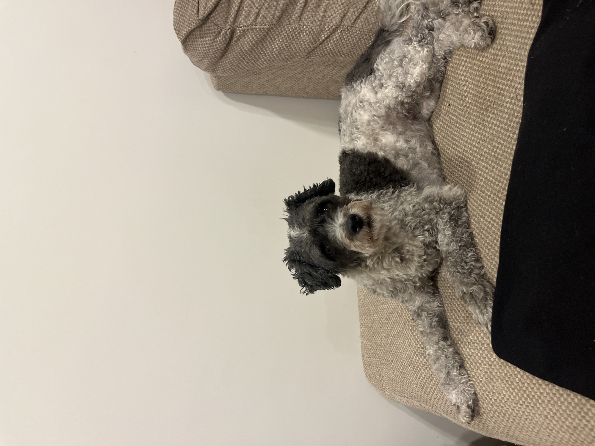 A medium-sized dog with gray and black curly fur is lying on a beige couch. The couch is positioned against a light beige wall. A black garment is draped on the right side of the couch. The location is Barrio de Nuevo León, Mexico.