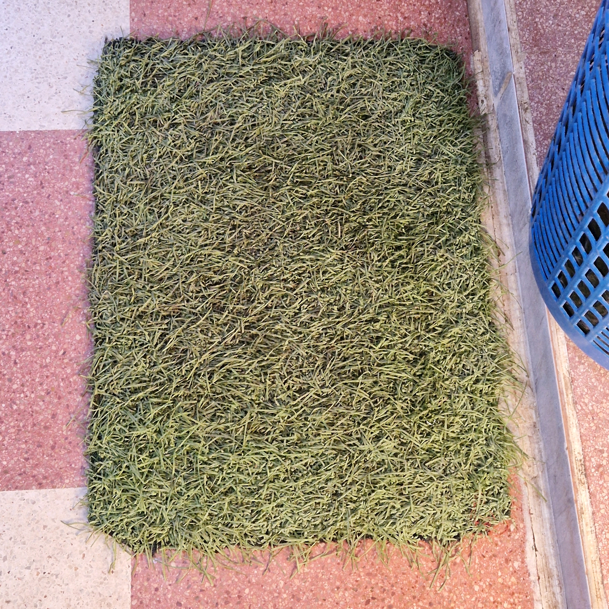 A patch of green artificial turf sits on a pink and white tiled surface. To the right of the turf is a gray concrete border, and beyond that, a blue plastic basket with a diamond pattern. The background consists of more pink and white tiles.