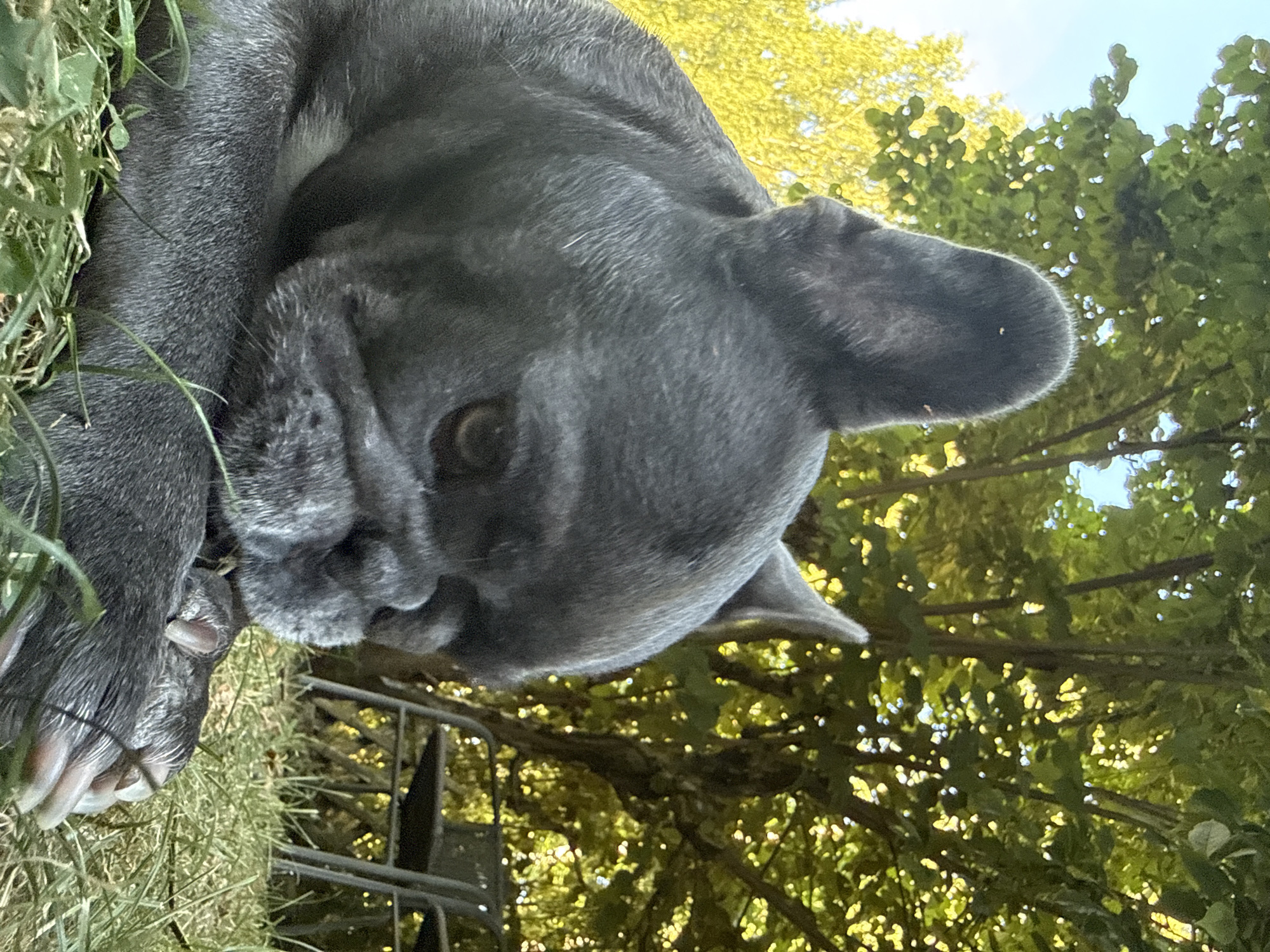 A close-up shot captures a grey French bulldog lying on lush green grass in the city of Bad Sachsa, Germany. The dog is positioned in the foreground, with its head turned downwards and slightly to the right as it nibbles on a small stick or twig held between its paws. The dog's fur is short and appears dense, with visible wrinkles on its face. Behind the dog, a dense canopy of green leaves from a tree dapples the scene with sunlight, suggesting a bright, possibly warm day. In the background, out of focus, are two dark chairs and a table, indicating an outdoor seating area, perhaps a garden or patio. The sky is visible in the upper left corner, a pale blue with a hint of sunlight. The overall impression is one of a relaxed, tranquil moment in an outdoor setting.