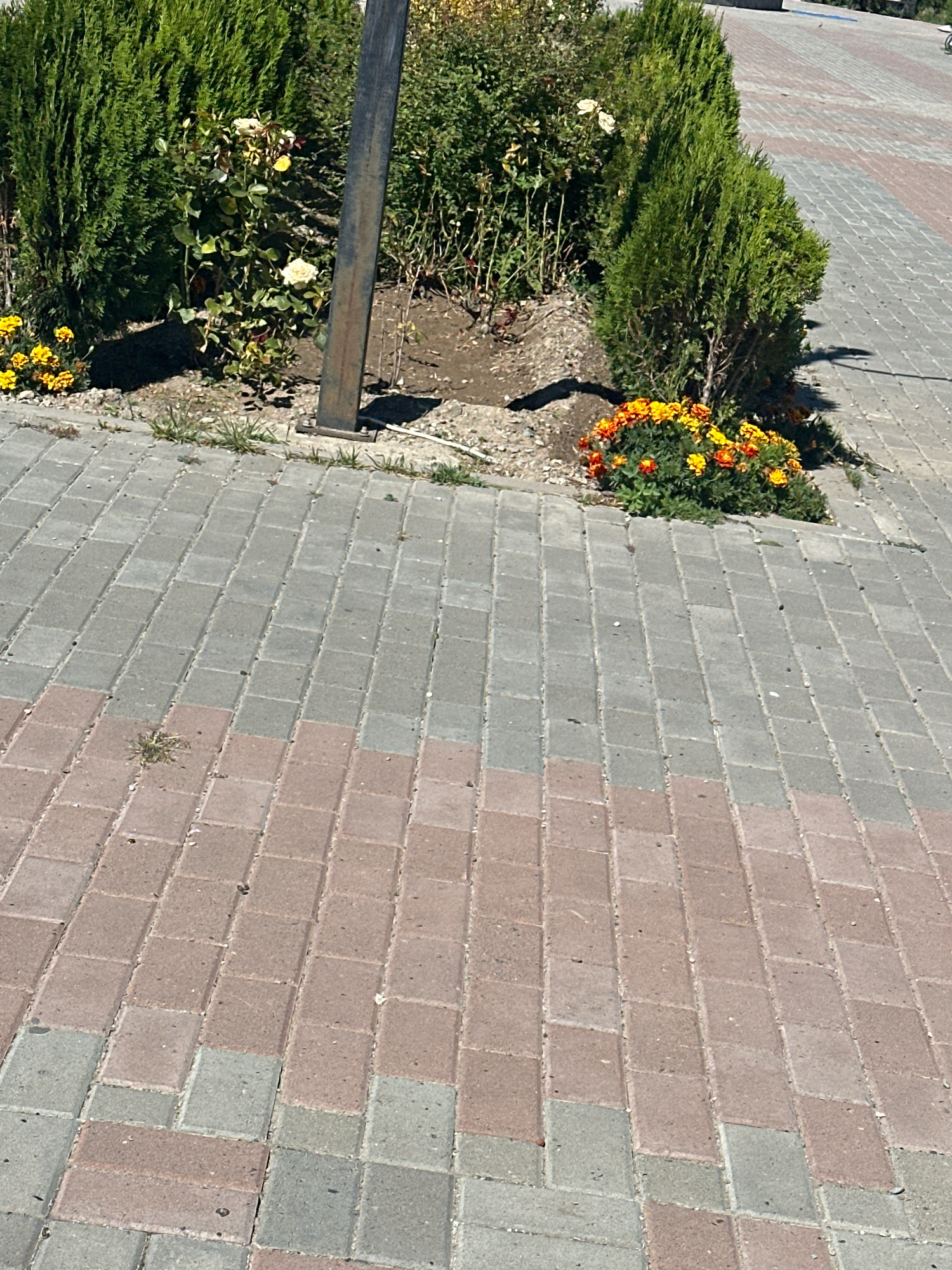 The image shows a paved walkway in Gyumri, Armenia. The walkway is made of interlocking bricks, alternating between red and grey. There are bushes and flowers planted along the edge of the walkway. A metal pole, possibly a lamp post, stands in the center of the frame, casting a shadow on the ground. The scene is illuminated by sunlight, suggesting it is daytime. The overall environment appears to be an urban outdoor space, possibly a park or a public square. There are no people or animals visible in the image.