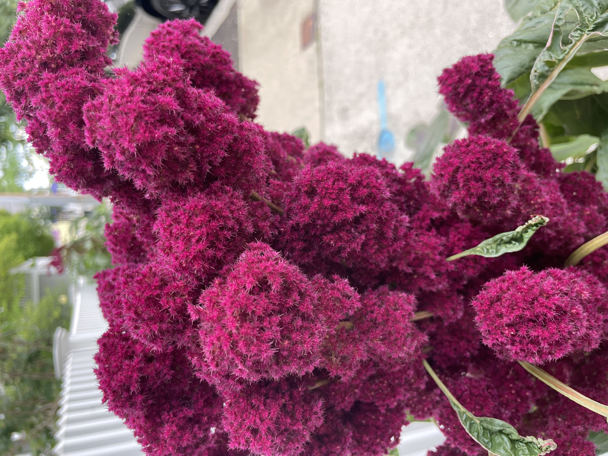 A close-up, vertical, eye-level shot features a large, abundant cluster of deep pink, fuzzy amaranth flowers in full bloom. The flowers are dense and textured, with individual florets appearing like tiny starbursts. Several green leaves, some curled and slightly wilted, are visible interspersed among the blooms. In the background, a white picket fence is partially visible, suggesting an outdoor setting, possibly a garden or yard. The ground appears to be paved, with a blurred light-colored surface and a hint of a blue object. The overall impression is one of vibrant, natural beauty captured in a candid moment.