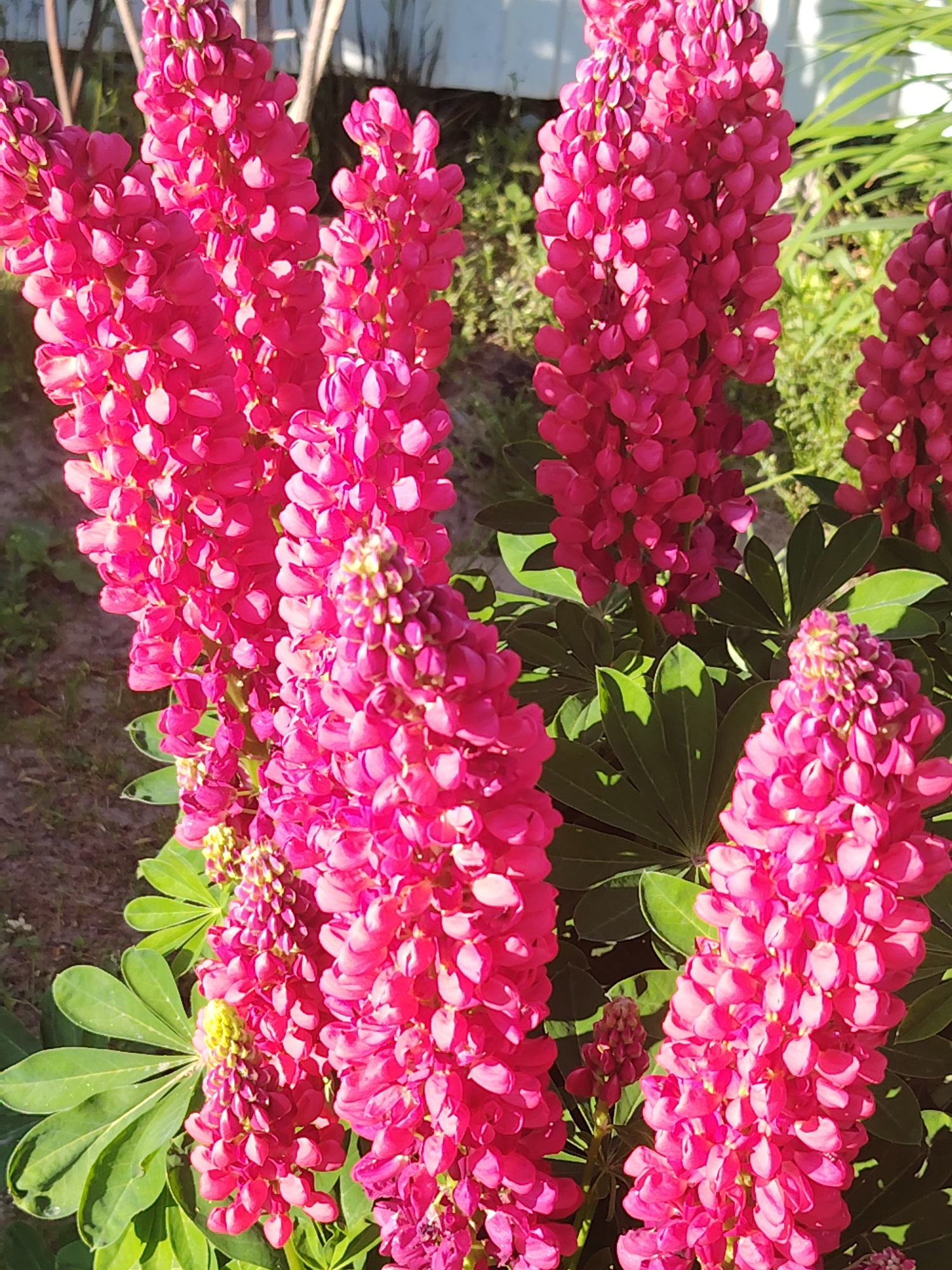 A cluster of vibrant pink lupine flowers is in full bloom, their tall spires densely packed with individual blossoms. The flowers are illuminated by bright sunlight, casting shadows on the surrounding green foliage. In the background, out-of-focus elements suggest a natural setting with hints of a white fence and other greenery. The image captures a close-up view of the flowers, emphasizing their rich color and intricate petal structure.