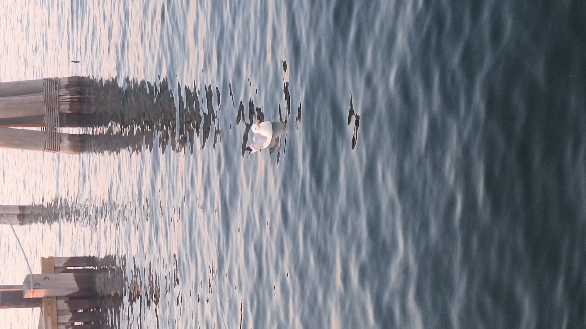 A solitary seagull floats on calm water near wooden pilings. The seagull is white with black wingtips and an orange beak. The water is dark blue with ripples reflecting the soft light. In the background, wooden pilings emerge from the water, with their reflections visible below. The scene suggests a tranquil setting, possibly a harbor or waterfront area in Nantucket, Massachusetts.