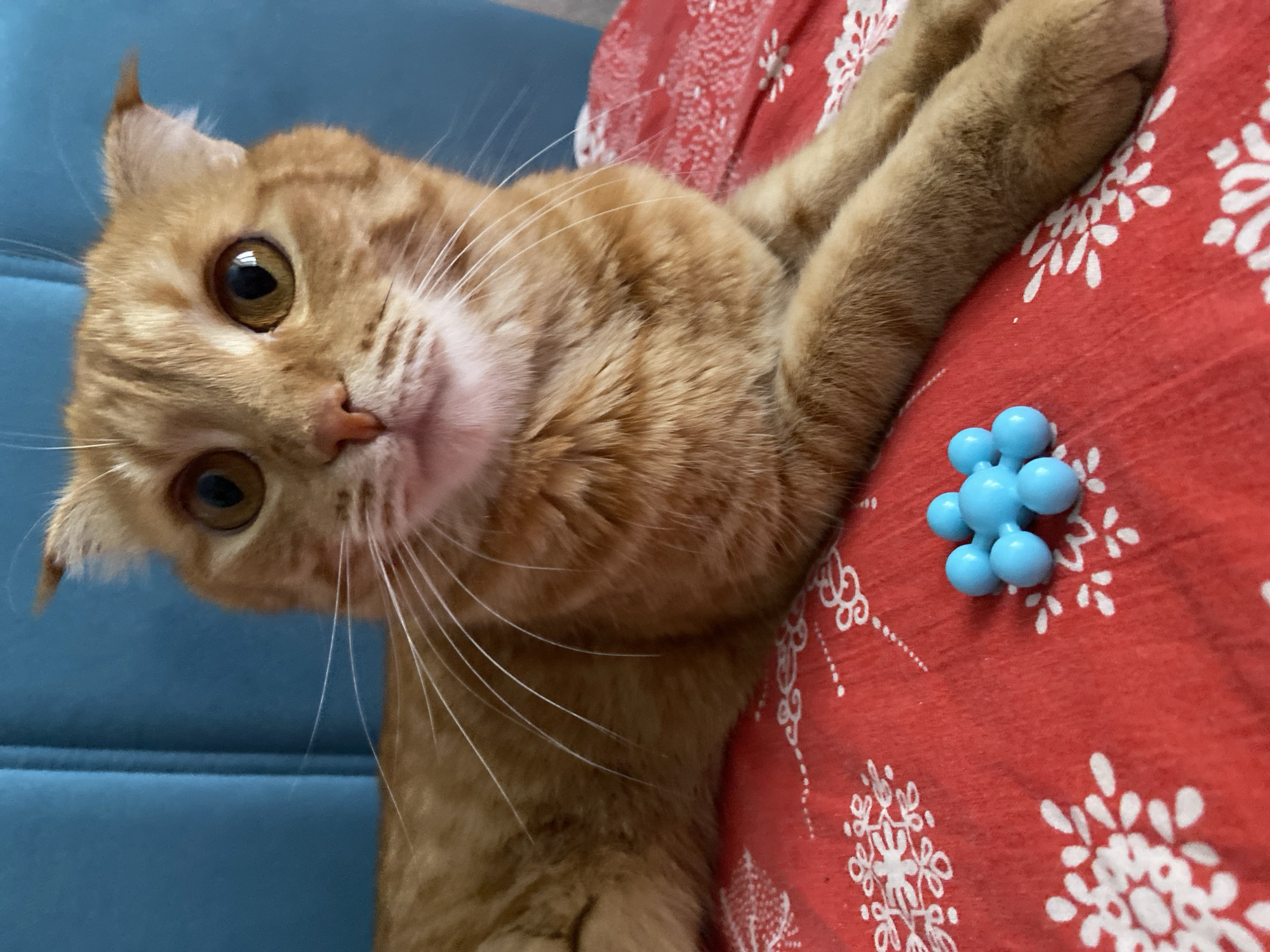 An orange tabby cat with large, amber eyes is lying on a red blanket with white snowflake patterns. In front of the cat, on the blanket, is a small cluster of seven bright blue, spherical objects. The cat's paws are resting in front of it, and its head is turned slightly towards the viewer, with one ear folded back. The background consists of a textured blue surface, possibly a piece of furniture. The scene appears to be indoors. There is no information available in the image to determine its location in Balashikha, Russia.