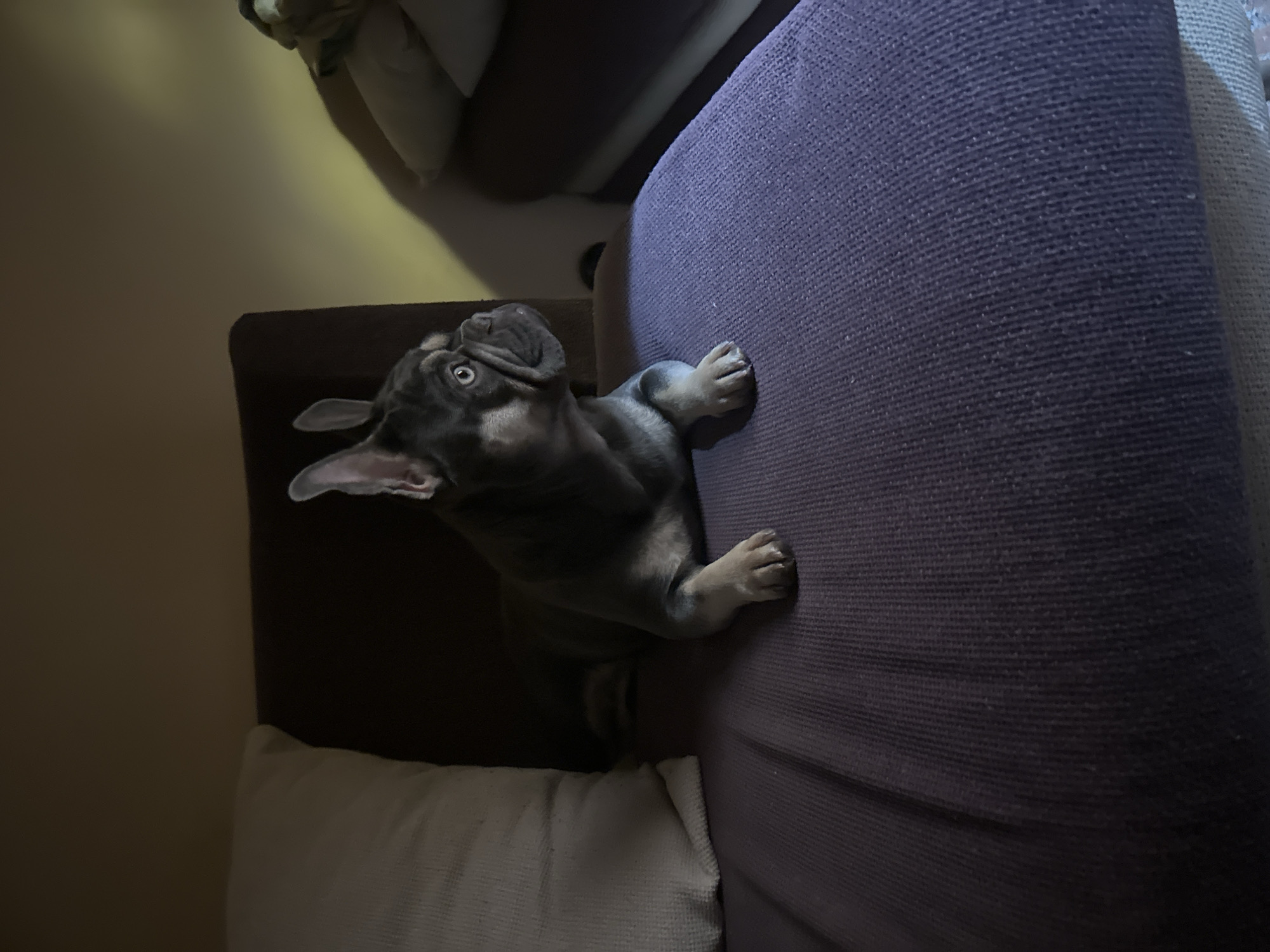 A gray French Bulldog is perched on the edge of a purple couch, its front paws gripping the upholstery. The dog is looking upwards with a slightly wrinkled face. The couch is positioned next to a smaller, darker brown seat, which appears to be part of a sectional. A white cushion is visible under the brown seat. The background consists of an off-white or light yellow wall. The location is Unknown, Unknown.