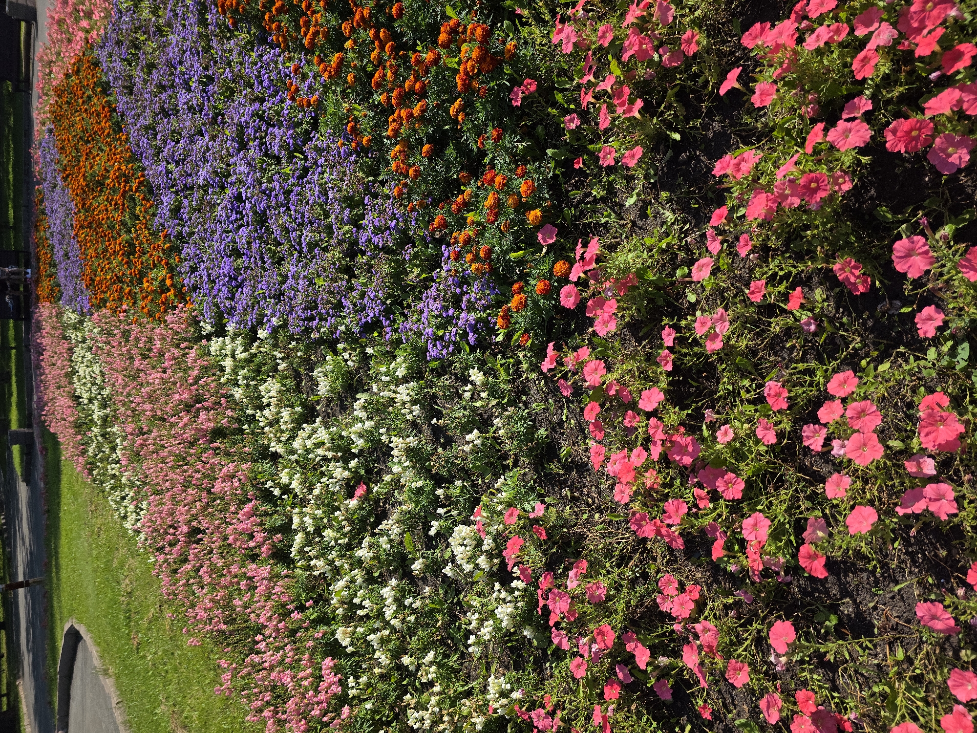 The image shows a flowerbed with rows of various colored flowers. In the foreground, there are numerous pink petunias. Behind them, a strip of white flowers, then pink flowers, followed by a row of vibrant orange flowers, and finally a row of purple flowers. The flowerbed is situated next to a grassy area and a paved path, suggesting it is located in a park or public garden. The lighting indicates it is daytime. There are no people or animals visible in the frame. This flowerbed is located in the park of the city of Chelyabinsk, Russia.