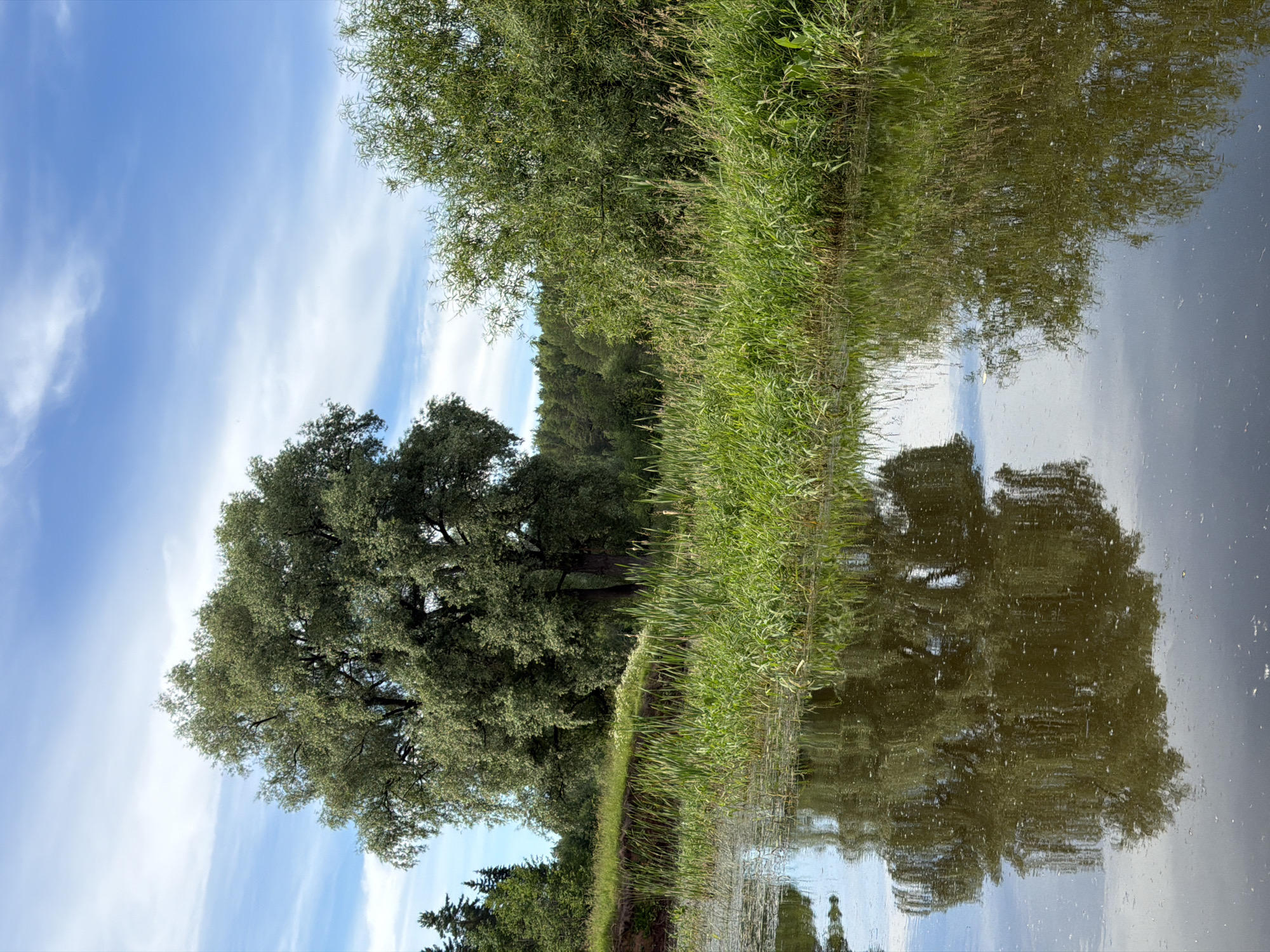 A vertical, full shot captures a natural landscape with a body of water in the foreground and trees and sky in the background. The water, appearing dark and still, reflects the lush greenery and cloudy blue sky above. Reeds and tall grasses line the bank of the water on the right, adding to the verdant scenery. A large, mature tree with a full canopy stands prominently on the left side of the frame, its reflection clearly visible in the water. The background features a dense forest of various trees under a bright, partly cloudy sky. The overall scene depicts a serene and picturesque natural environment, characteristic of the Russian countryside, possibly in the vicinity of Garevaya, Russia. There are no people or animals present in the image.