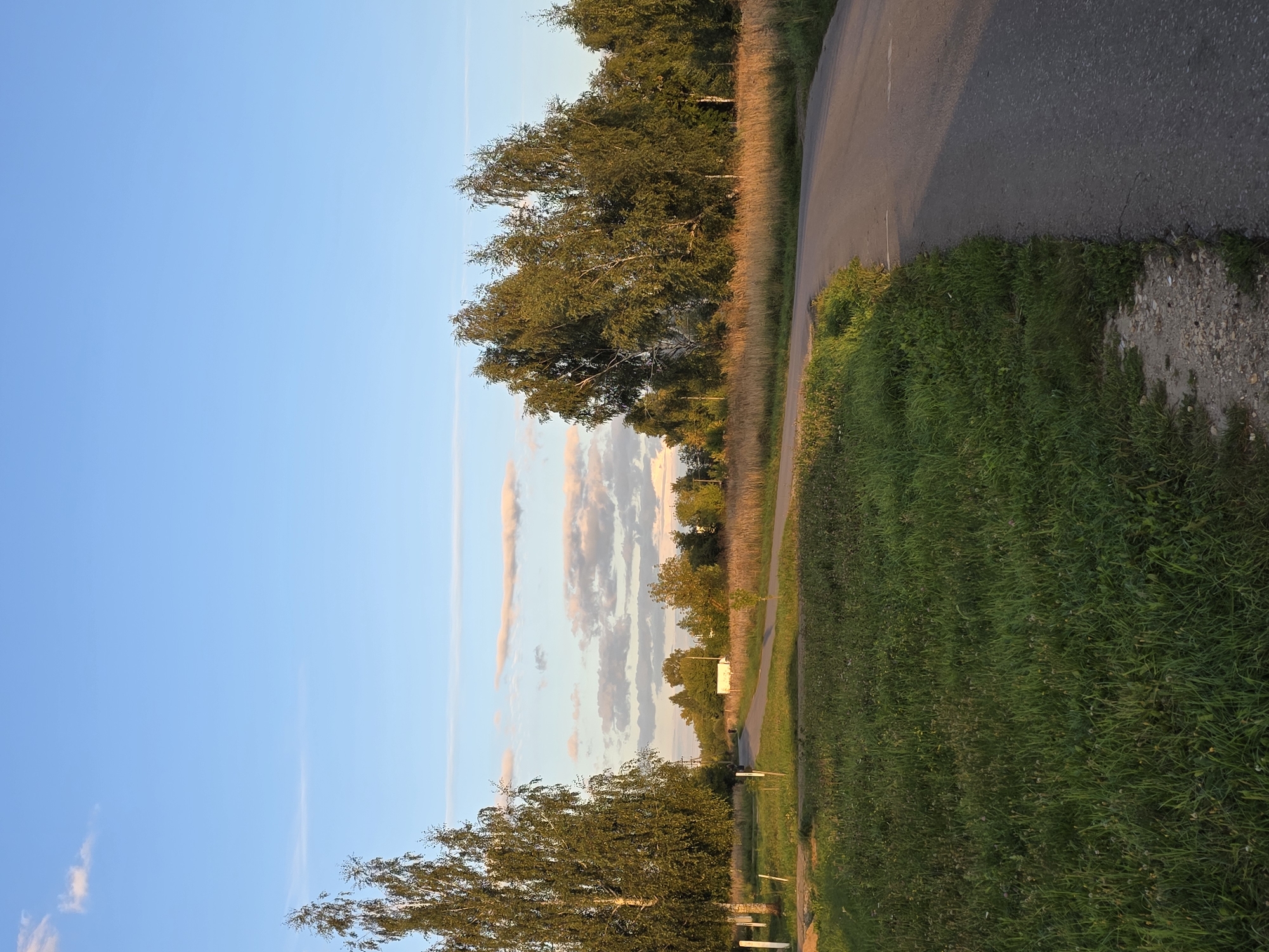 The image depicts a rural road curving through a landscape of green grass and trees under a blue sky with scattered clouds. The scene appears to be set in the late afternoon or early evening, given the warm, golden light illuminating the vegetation. On the left side of the road, a tall birch tree stands prominently, with other trees and tall dry grass forming a backdrop. In the distance, there are hints of buildings, possibly a small settlement. The road itself is asphalt and appears to be in good condition. The overall atmosphere is serene and natural. The image does not show any people or specific actions. The location is identified as the city of Rechitsy, Russia.
