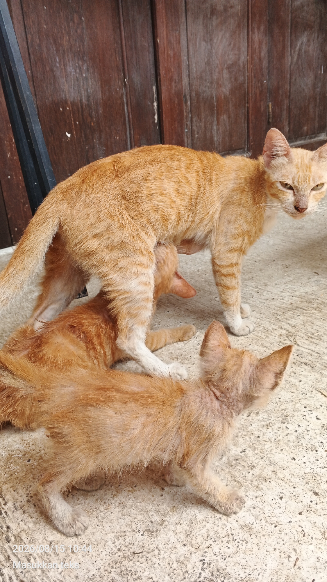 In Jeru, Indonesia, a ginger cat stands over two kittens on a concrete surface. The mother cat has orange fur with darker stripes and white paws. One kitten is lying down, partially beneath the mother cat, while the other is positioned in front of the mother, its head turned to the side. The background consists of a dark wooden door and a dark metal structure. The image is dated 2026/08/15 10:44.