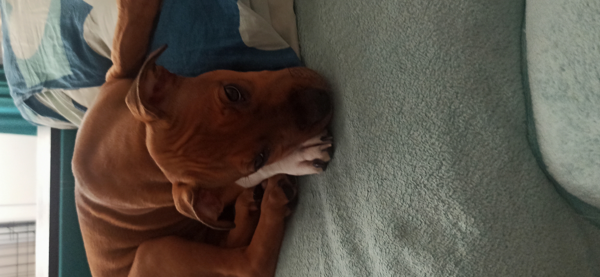 A medium-shot photograph shows a tan-colored puppy lying on its side on a light blue, textured surface. The puppy's head is resting on a blue and white patterned pillow, and its eyes are open and looking towards the viewer. Its front paws are tucked under its chin. The background consists of a dark green sofa and a blurred window with white blinds. The scene appears to be indoors. There is no discernible location within the city of Asbest, Russia.
