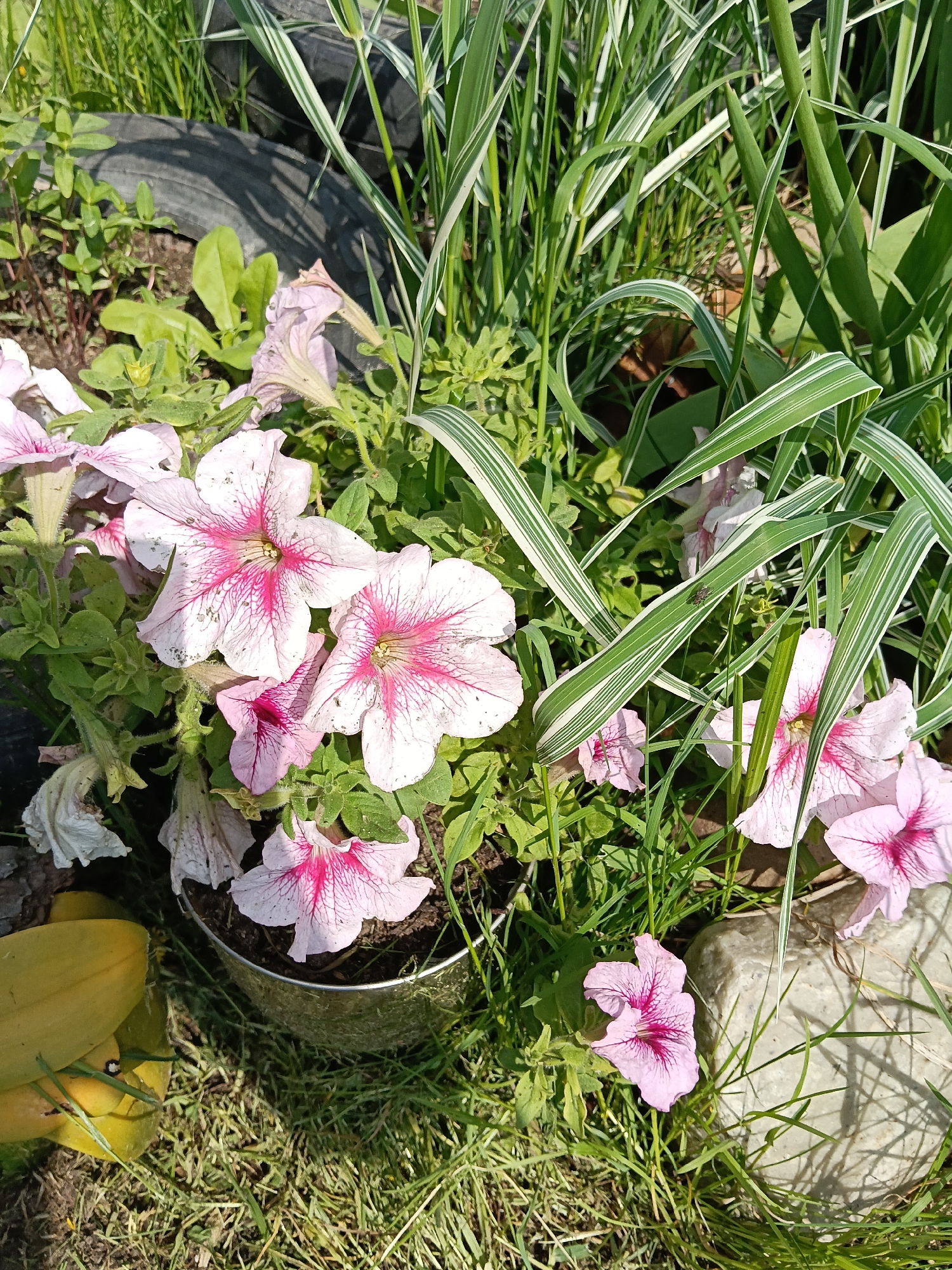 The image shows a close-up of a flower bed or garden in Красный Маяк, Russia. The flowers are predominantly light pink with darker pink veining, likely petunias. They are planted in a silver container. There is also variegated grass, green foliage, and other unidentified plants. In the background, a black tire is visible, possibly used as garden edging or decoration. A white rock lies on the grass near the flower. The ground cover is grass. Dead leaves are visible. The lighting is bright, suggesting a sunny day.