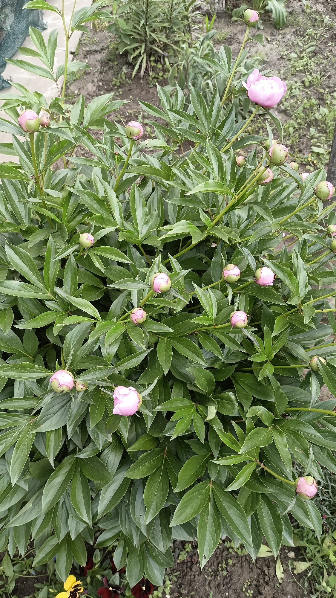 The image depicts a peony bush, densely populated with green leaves and several pink buds in various stages of blooming. Only one flower is fully open. The plant appears to be located in a garden setting, with glimpses of soil and other plants visible in the background. There are no people visible in the image. The location is described as Muzga, Bulgaria, although there is no definitive visual confirmation of this within the photograph.