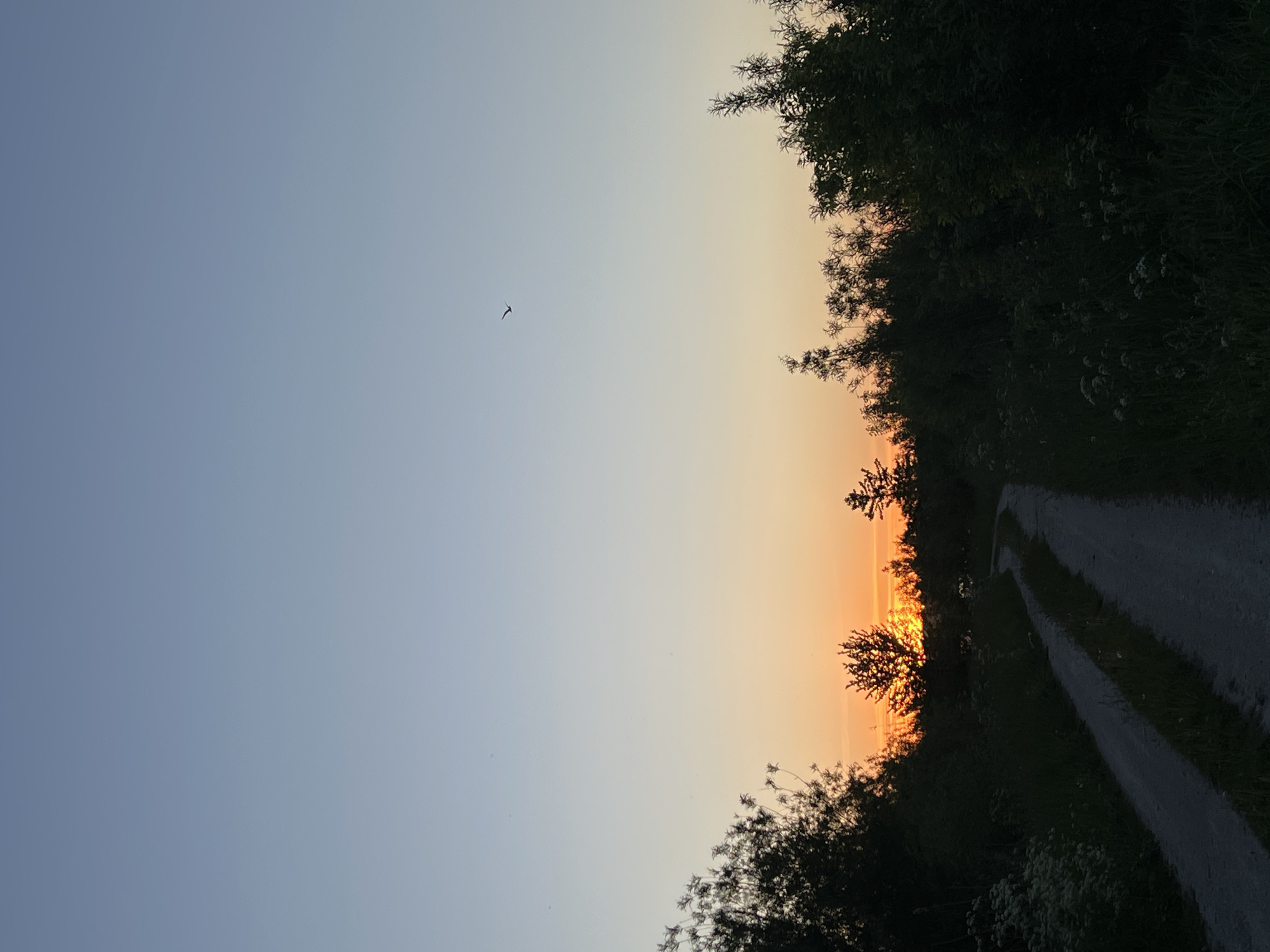 The image shows a rural scene at sunset. A dirt road curves into the distance, bordered by dense vegetation on the right. The sky transitions from blue to orange and yellow near the horizon, where the setting sun is partially obscured by trees. A single bird flies in the sky. The photograph seems to be taken in a rural part of Reniv, Ukraine.