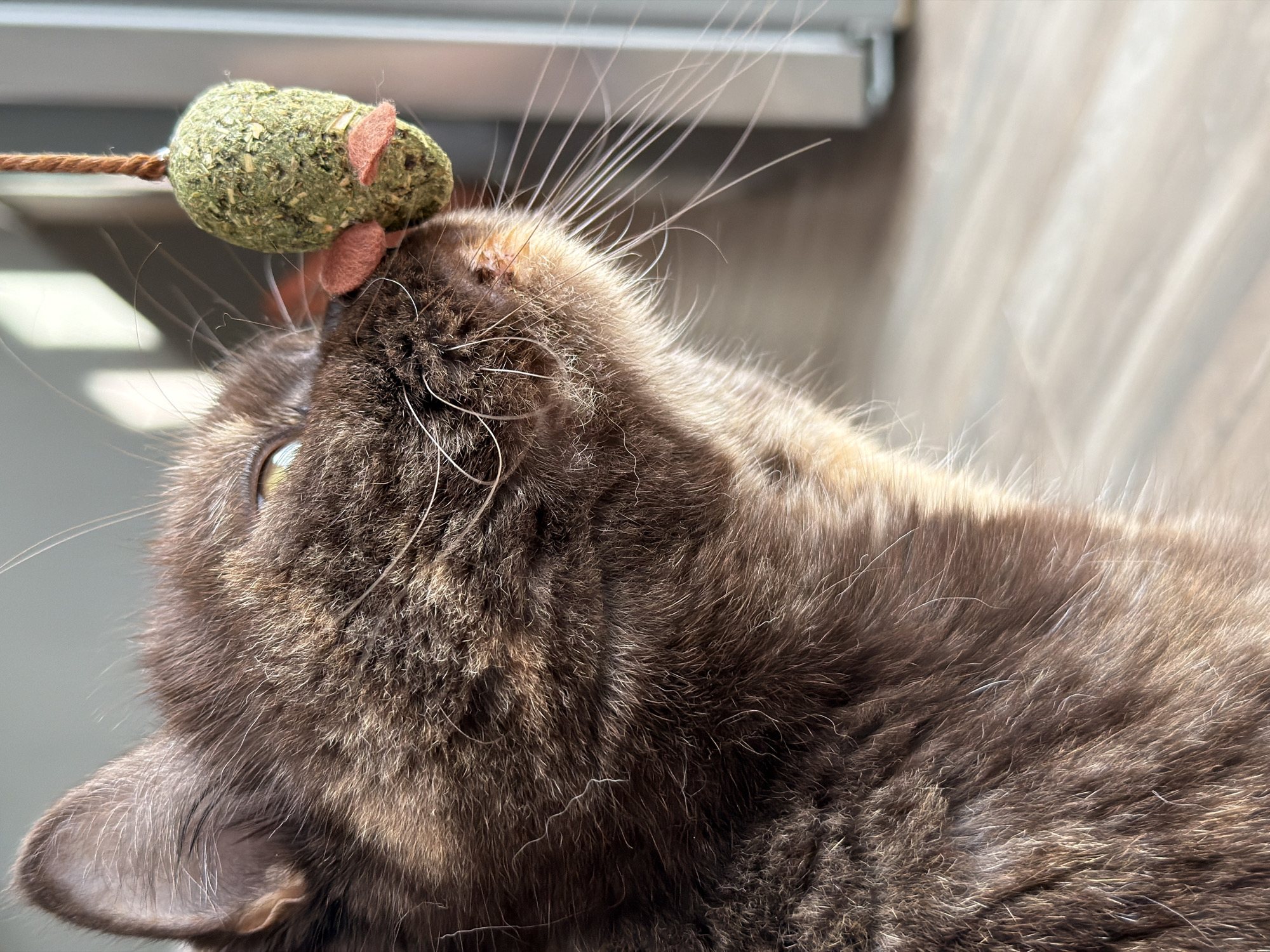 A close-up shot shows a brown cat with large whiskers sniffing a toy mouse. The toy is made of green, dried herbs and has two small pink felt ears. The cat is facing to the right, with its head tilted upwards. The background is blurred and appears to be an indoor setting with sunlight streaming in from a window. The floor is a light-colored wood. There is no indication of the cat's location in Chaikovsky, Russia.