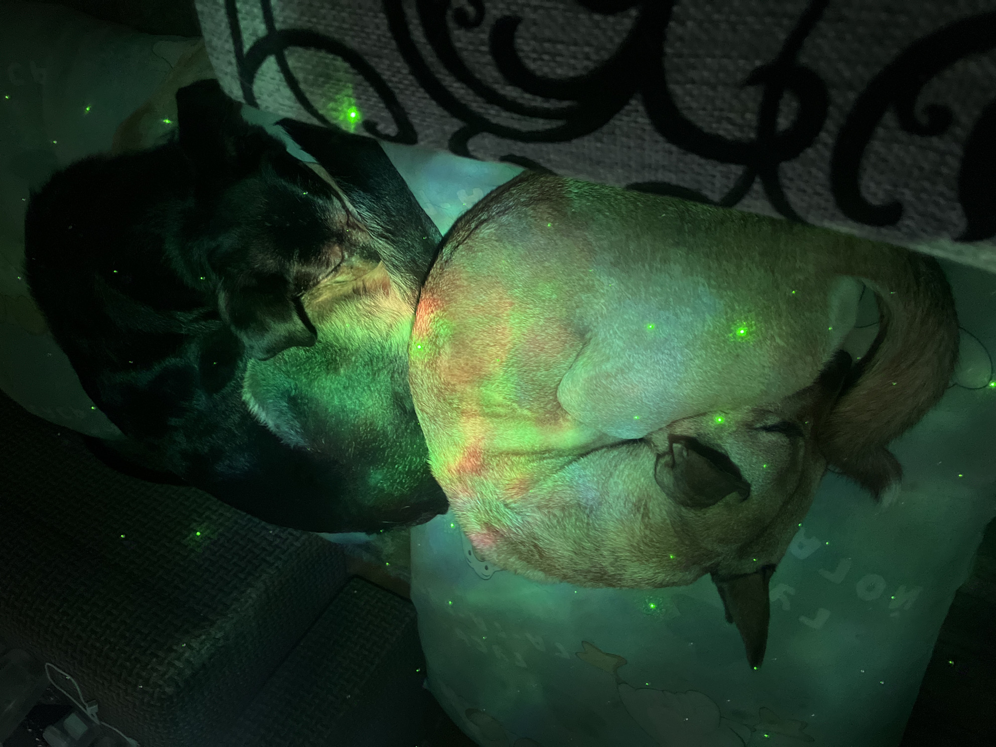 Two dogs are curled up together on a pillow. One dog is black and the other is light brown. The pillow is light blue and has a pattern of stars and the word "KOALA" written on it. The dogs are located next to a couch with a dark patterned fabric. Small, green light points are scattered throughout the scene. The image does not show the location in Nizhny Tagil, Russia.