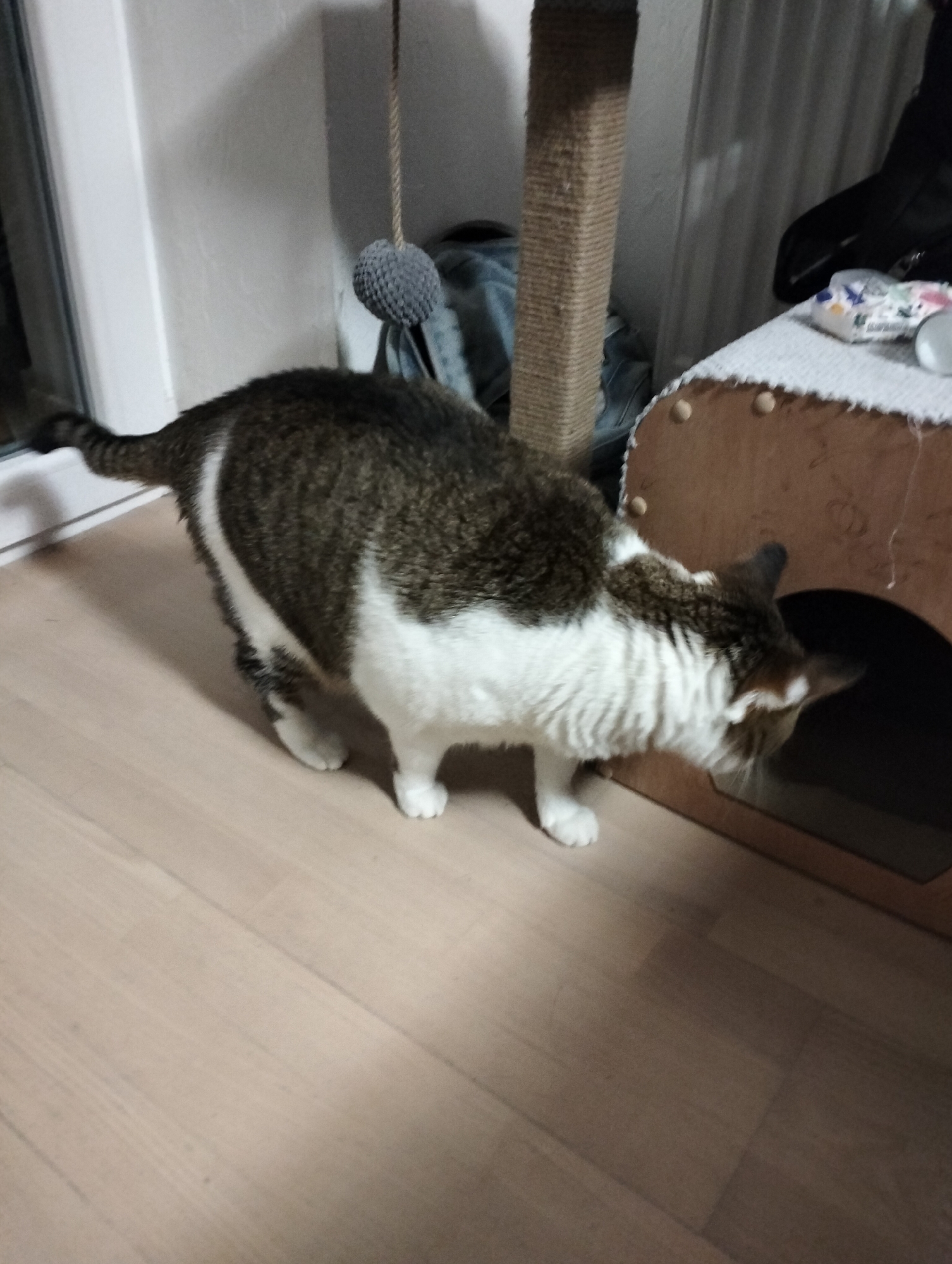 A cat is investigating the inside of a wooden cat house. The cat is mostly white with patches of dark brown. The cat house is light brown wood and has a small archway as the entrance. The scene is indoors on a light wood floor. A cat scratching post and other items are visible in the background. I have no way to verify any information regarding the location of this picture.