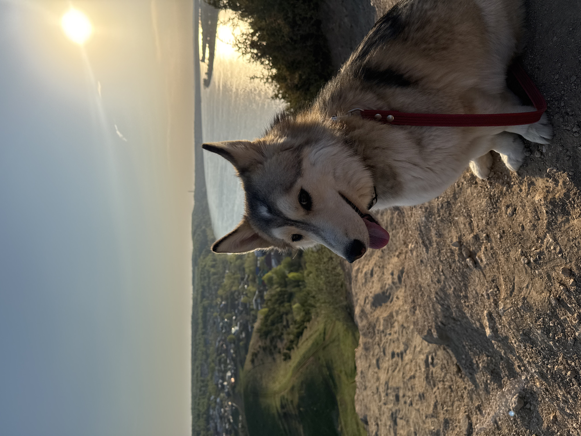 A dog is on a hill overlooking a city near a body of water at sunset. The dog is light brown and grey with a red collar, and its tongue is sticking out. In the background is the city of Ольховка, Russia, a large body of water, and a setting sun, which obscures the horizon. The ground in the foreground appears to be dirt and small rocks.