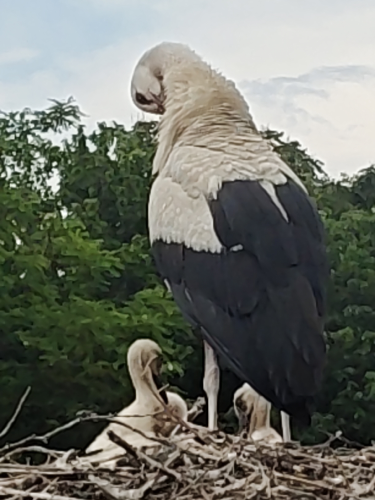 An adult stork, likely a White Stork, stands prominently in a large stick nest, looking down towards its young. The stork has distinct black and white plumage, with the upper back and neck appearing a lighter, off-white or beige, and its large wings and tail feathers a dark black. Its head is tilted downwards, suggesting it is observing or tending to the chicks.
Within the intricate, woven nest of branches and twigs, at least two smaller, light-colored birds are visible. These are likely stork chicks or juveniles, huddling together. One chick's head and neck are clearly visible, with its beak pointing upwards towards the adult.
The scene is set outdoors against a backdrop of dense green trees and foliage, indicating a natural environment. Above the trees, the sky is overcast or partly cloudy, showing light blue and white hues. The time of day is clearly daytime. The location context provided is Kulata, Bulgaria, where white storks are known to nest. There is no visible text in the image. The overall image quality is slightly soft or blurry.