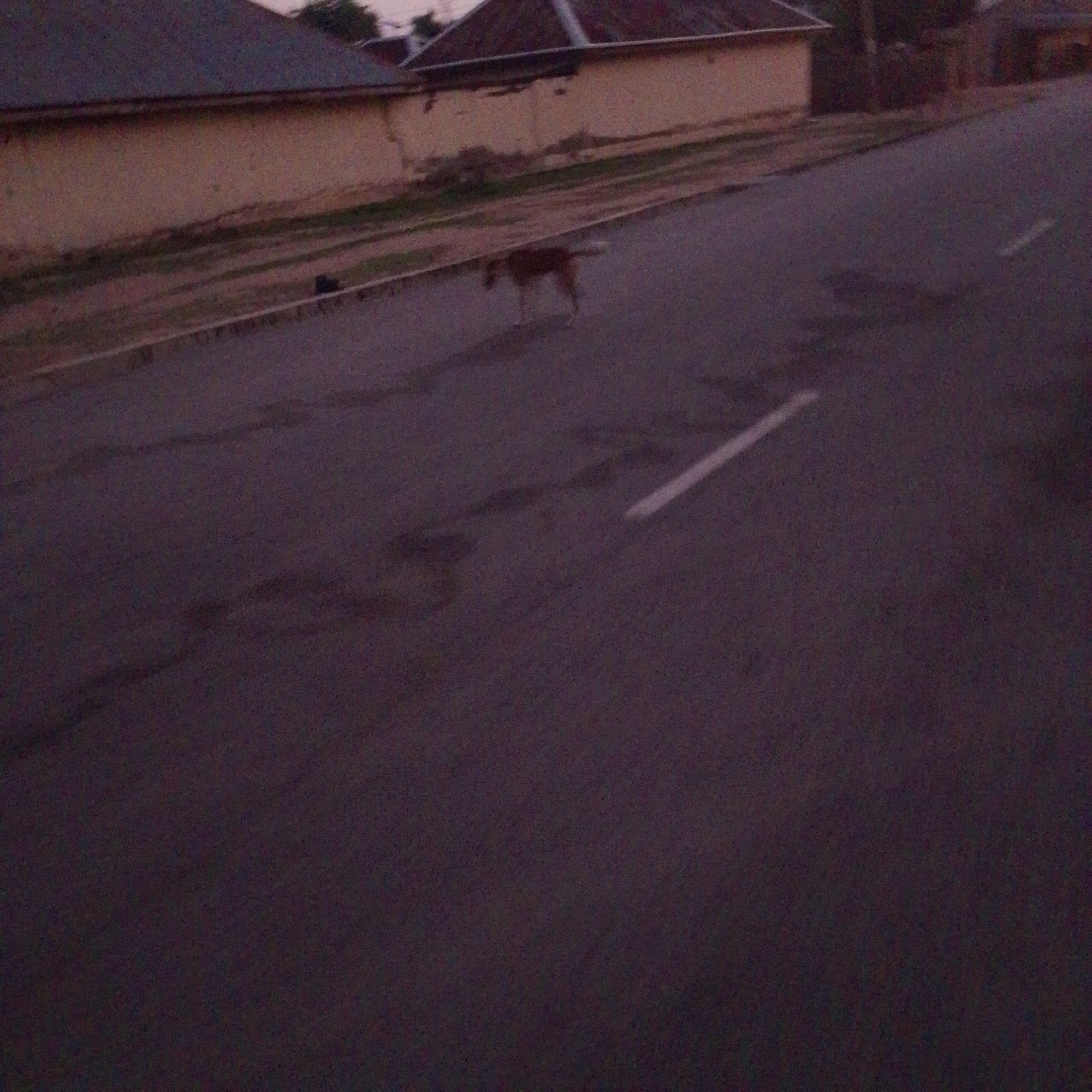 The image depicts a street scene in Wuro Allahamdu, Nigeria. A medium-sized, brown dog is visible walking on the asphalt road. The road has a white painted line near the right edge. In the background, there are two single-story buildings with dark roofs and light-colored walls, possibly residences. A narrow strip of dry vegetation is present between the road and the buildings. The lighting suggests it is either dawn or dusk. The overall environment appears to be a residential area in a city or town.