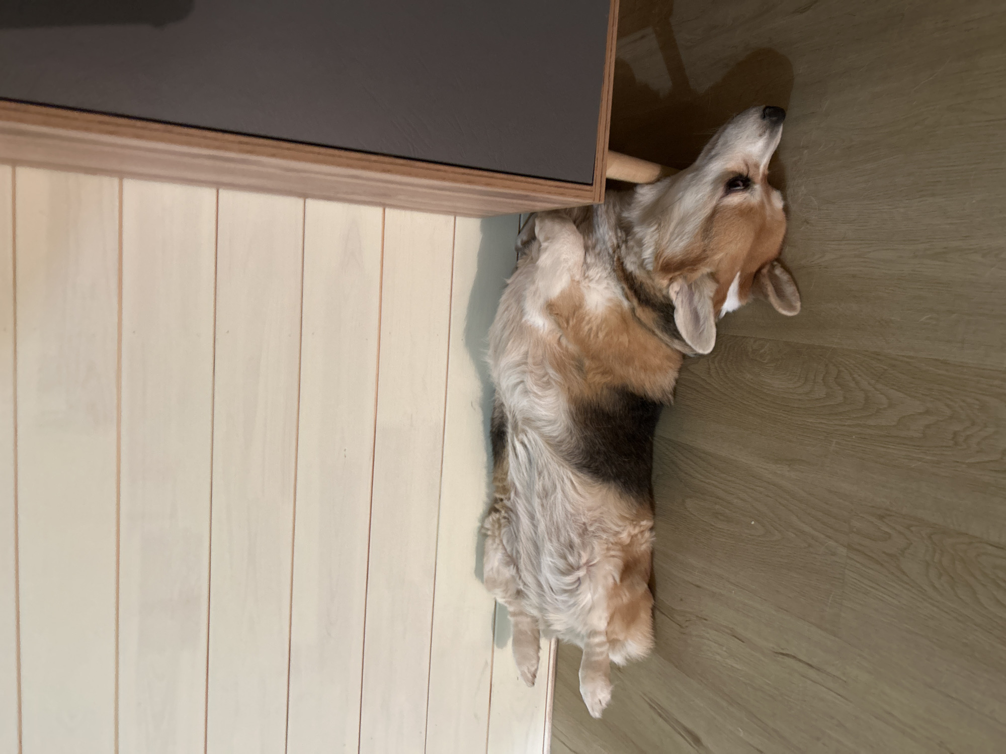 A Corgi dog is lying on its back on a hardwood floor, next to a piece of furniture. The dog's belly is exposed and its legs are in the air. The wall behind the dog is made of light-colored horizontal wooden planks. The furniture is dark gray with wooden legs and trim. The scene appears to be indoors. There is no indication that this scene is located in Novolisiha, Russia.