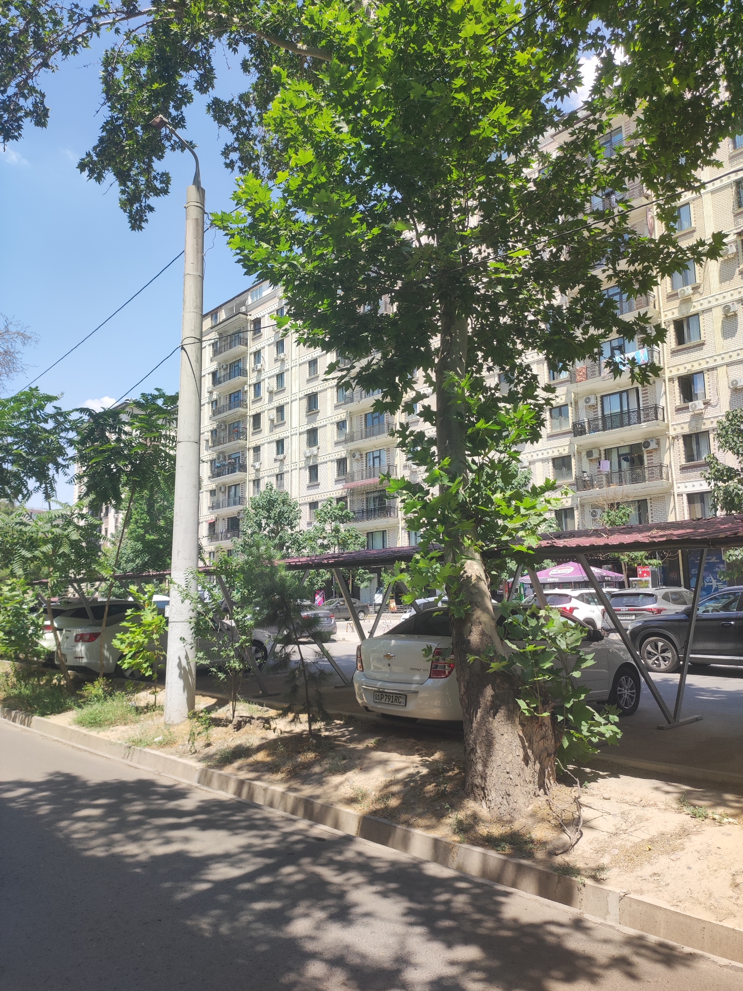 The image depicts a street scene in Tashkent, Uzbekistan, on a sunny day. A large, multi-story apartment building, constructed with light-colored bricks and featuring numerous balconies with black railings, dominates the background. The building exhibits architectural details such as decorative cornices and rows of windows, some with air conditioning units installed.
In the foreground, a paved street with a concrete curb runs along the side of the image. The street is partially shaded by the canopy of a large, leafy tree with a thick trunk, positioned prominently in the mid-ground. The tree's branches and leaves cast dappled shadows onto the road and the adjacent area.
Beneath a covered parking structure with a reddish-brown roof, several cars are parked. These include a white Chevrolet Cobalt with a visible license plate "01 P 791 RC", a dark-colored SUV, and other vehicles partially obscured by foliage and the structure's supports. The ground under the parking structure and along the roadside appears to be a mix of dry soil and sparse vegetation.
A tall, grey concrete utility pole stands near the center of the image, supporting electrical wires that stretch across the scene. In the distance, additional apartment buildings and trees can be seen, indicating a residential area. The sky is clear and blue, with a few wispy clouds visible through the leaves of the trees. The overall impression is one of a typical urban environment in Tashkent during daylight hours.