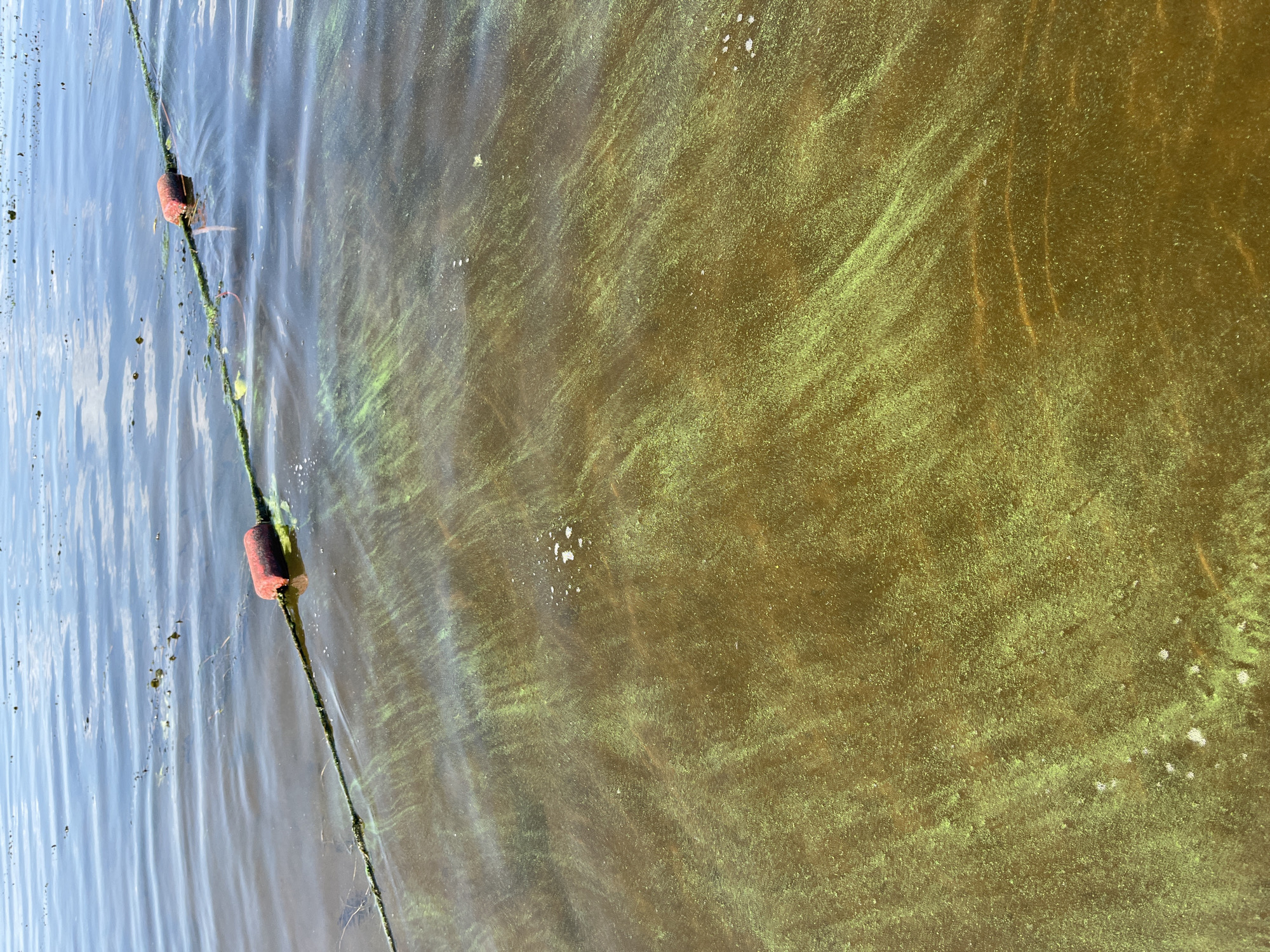 The image shows a body of water with a string of red buoys floating on the surface. The water is a murky brown color with patches of green algae. The surface of the water is rippled, indicating a slight breeze. In the background, the sky is a pale blue. The location is a body of water in Shumeika, Russia.
