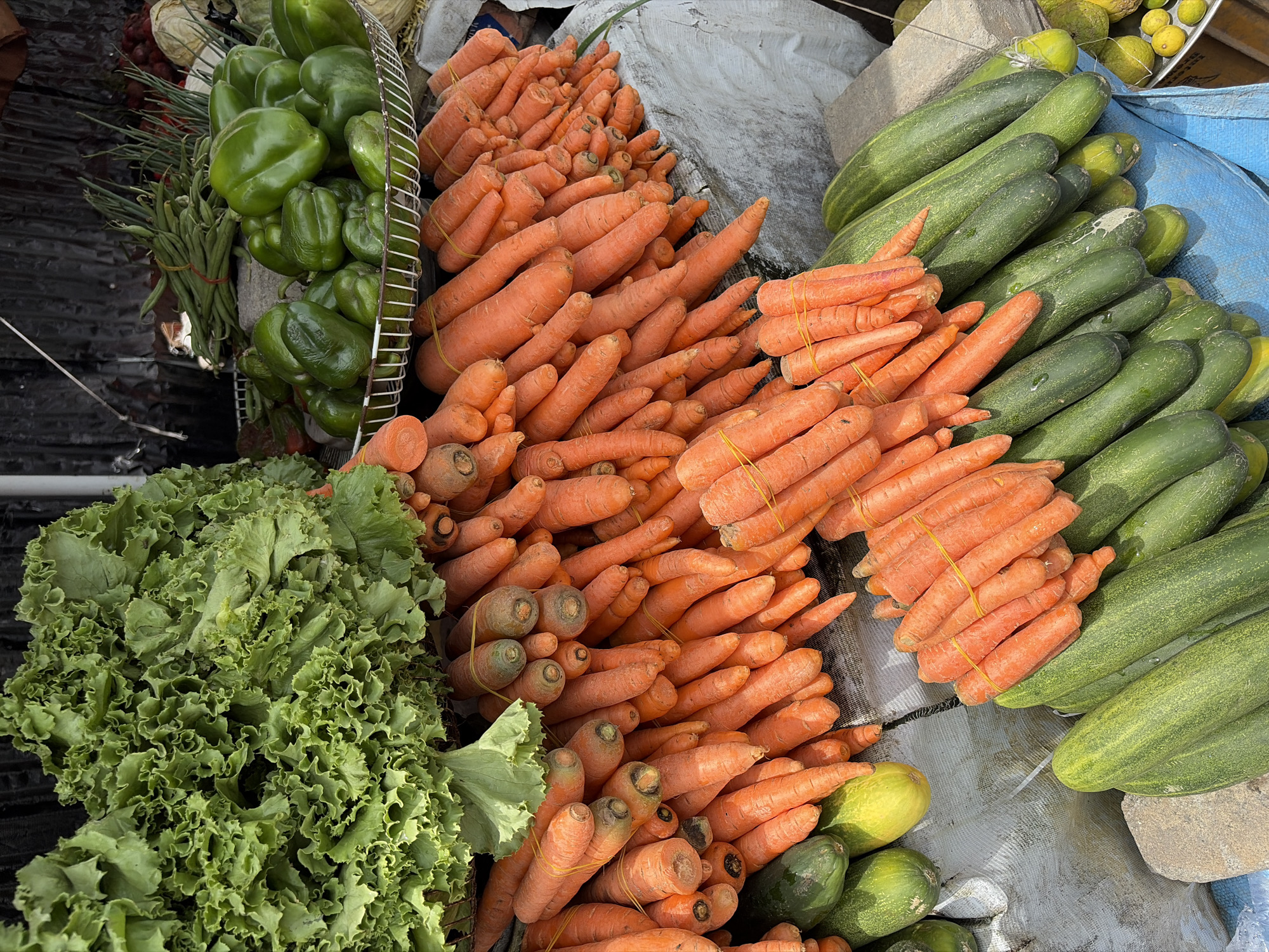 This overhead shot captures a vibrant and abundant display of fresh produce at what appears to be an outdoor market stall, likely in Igboefon, Nigeria. The scene is dominated by a variety of colorful vegetables arranged for sale.
In the upper left, a metal wire basket is brimming with plump, glossy green bell peppers. Immediately to their left, bundles of slender green beans are visible, secured with red rubber bands. Below these, a large, lush head of ruffled green lettuce occupies the lower-left section of the frame.
The central and right portions of the image feature vast quantities of bright orange carrots. Many of these carrots are bundled together with yellow rubber bands, indicating preparation for retail sale. They are piled high on a light-colored, textured fabric, possibly a tarp or rough cloth.
To the right of the carrots, numerous long, dark green cucumbers are stacked in piles, some resting on a blue tarp. In the upper right background, a metal tray holds several small, round, yellowish-green fruits, possibly unripe lemons or limes. Throughout the display, various other small, green, gourd-like fruits or vegetables can be seen. Some rough, grey blocks or stones are also present, helping to support or divide the produce sections.
The lighting suggests a bright daytime setting. No people are visible, and there is no readable text on any of the items or containers. The image conveys the freshness and variety of goods available at a local market.
