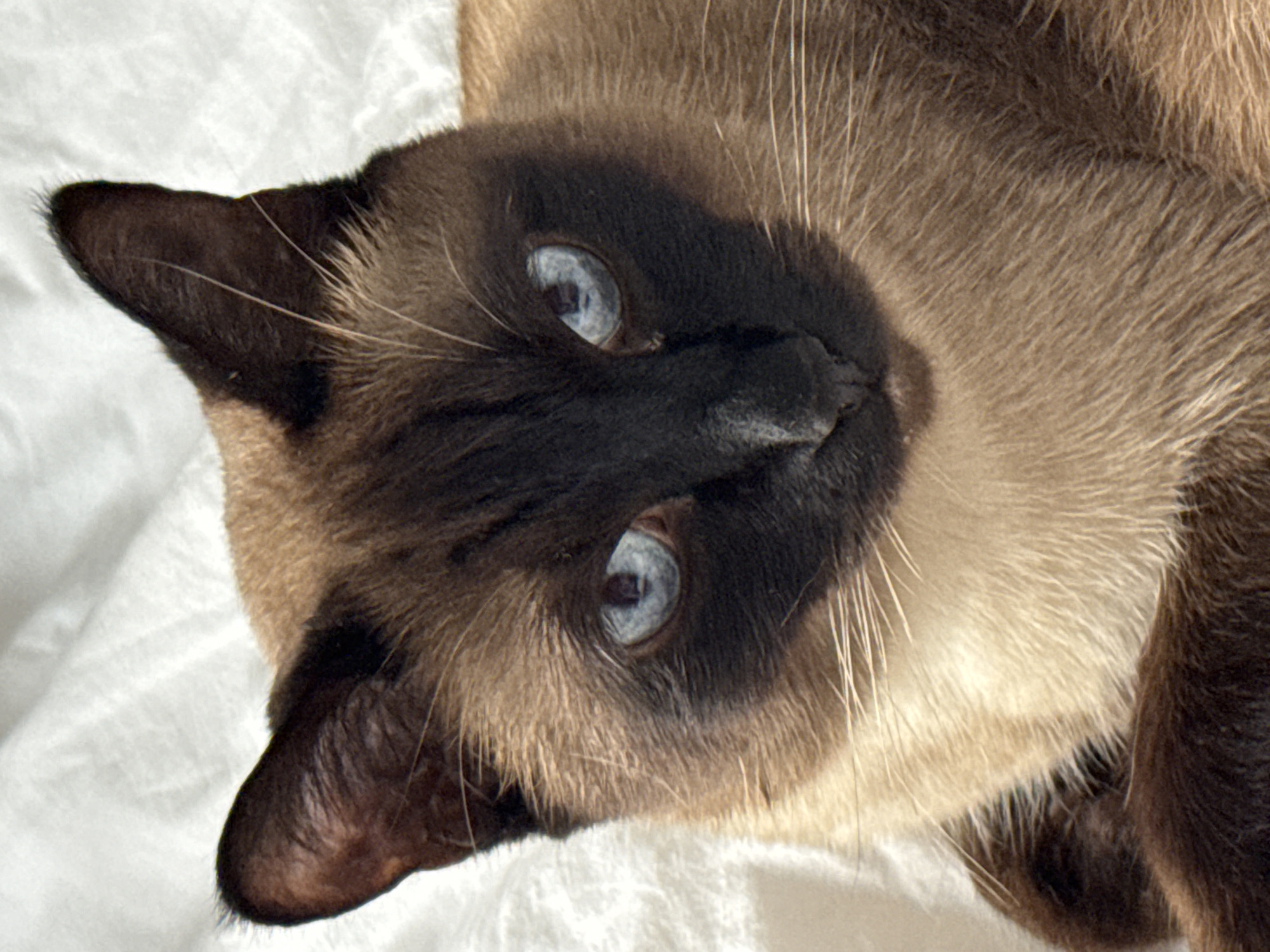 A close-up, eye-level, full-frame shot focuses on the face of a Siamese cat lying on a white, textured surface, likely a bed or blanket. The cat's fur is a mix of creamy beige and dark brown, with a darker mask around its face and ears. Its striking blue eyes are wide open and directed towards the camera. The background is out of focus, suggesting a shallow depth of field. The lighting appears to be natural, casting soft shadows. The scene is devoid of any human presence or urban elements. The cat is the sole subject, presented in a relaxed posture. The image was captured indoors, in what seems to be a domestic setting, and does not contain any information that would allow for its localization in Saint Petersburg, Russia, or any other specific city.