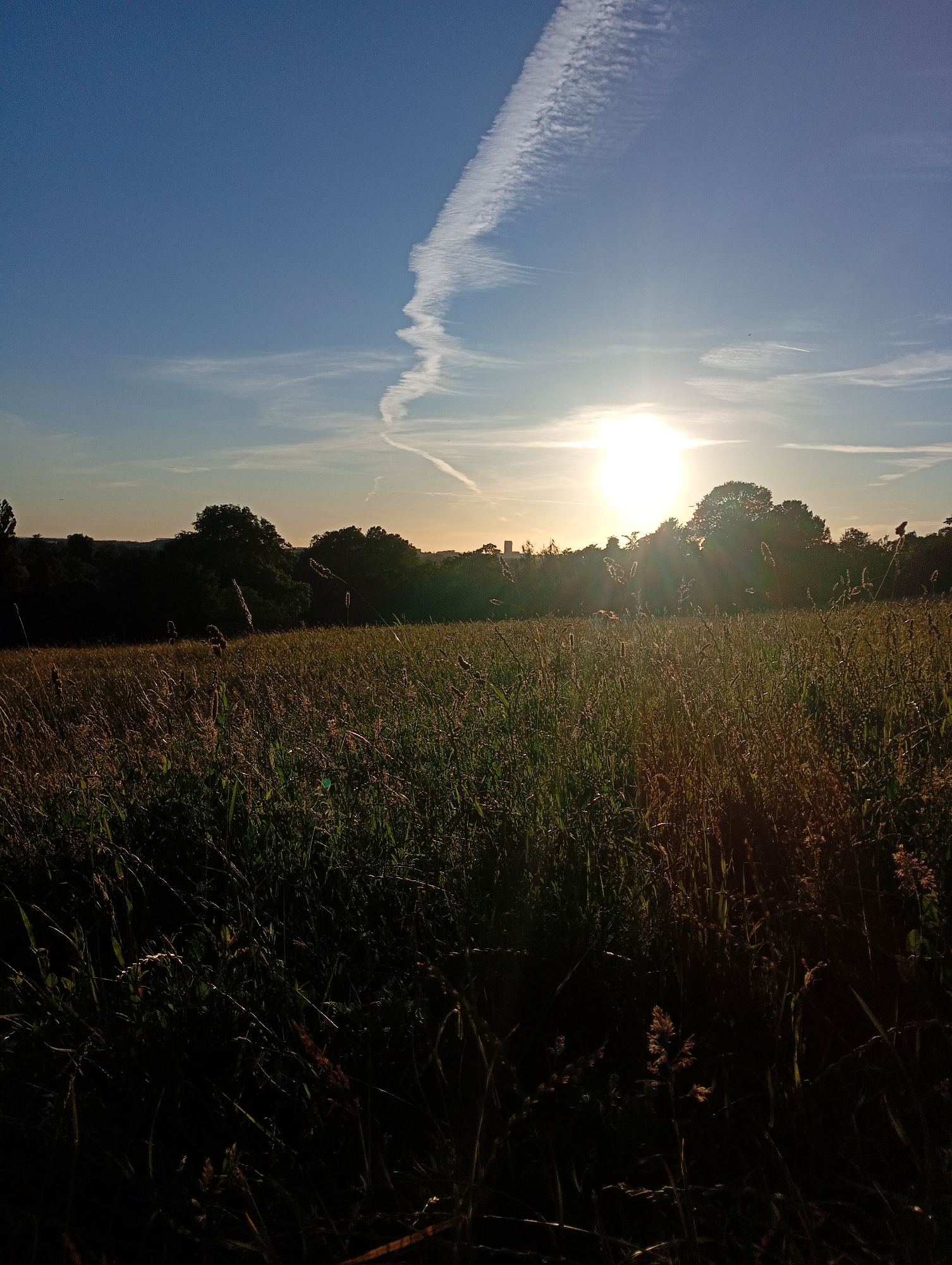 The image depicts a sunlit field of tall grass, characteristic of an open green space within a city. The sun is low on the horizon, casting long shadows and creating a golden glow over the landscape. A contrail from an airplane is visible in the bright blue sky, cutting a diagonal path across the frame. In the distance, silhouetted trees and a few buildings suggest an urban fringe environment. The foreground is dominated by the dense, unkempt grass, with individual stalks highlighted by the sunlight. The overall impression is of a serene, natural setting at the edge of a city, likely during either sunrise or sunset. Without specific landmarks, pinpointing an exact location in London is not possible from the image alone, but it is consistent with many of the city's larger parks and nature reserves.