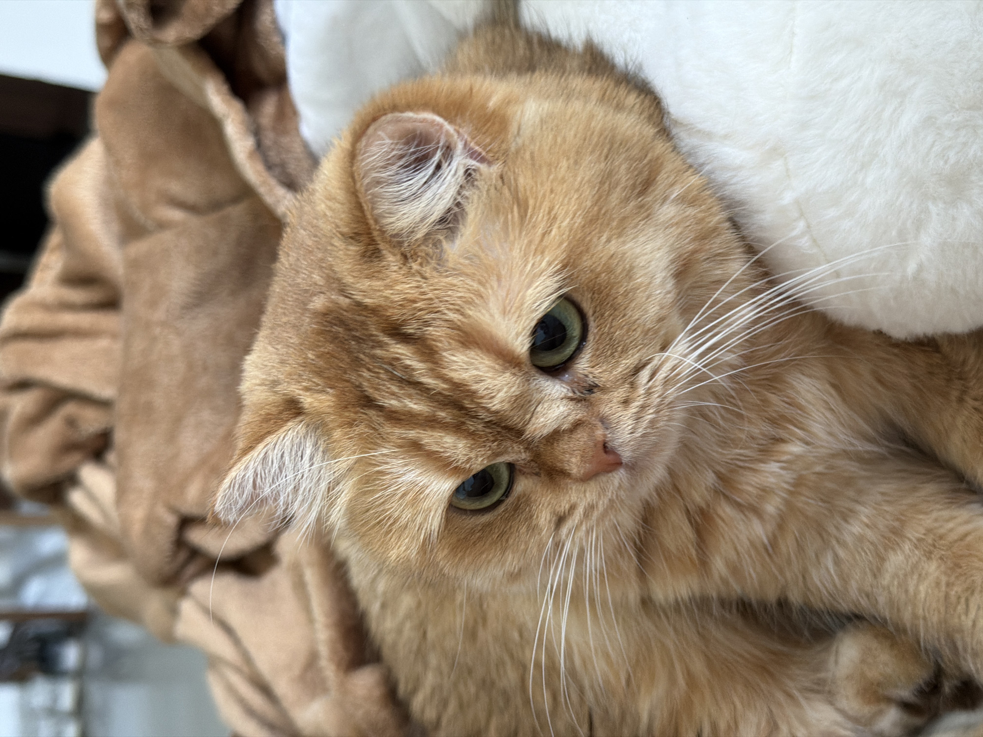 An orange cat with green eyes is nestled in a fluffy brown blanket and a white fuzzy surface. The cat's fur is a warm, light orange with subtle stripes. Its gaze is directed downwards and slightly to the right. The background appears to be indoors, with hints of other objects in a soft focus. The scene evokes a sense of comfort and relaxation, likely a domestic setting where the cat is resting. The lighting suggests daytime. No text is visible in the image.