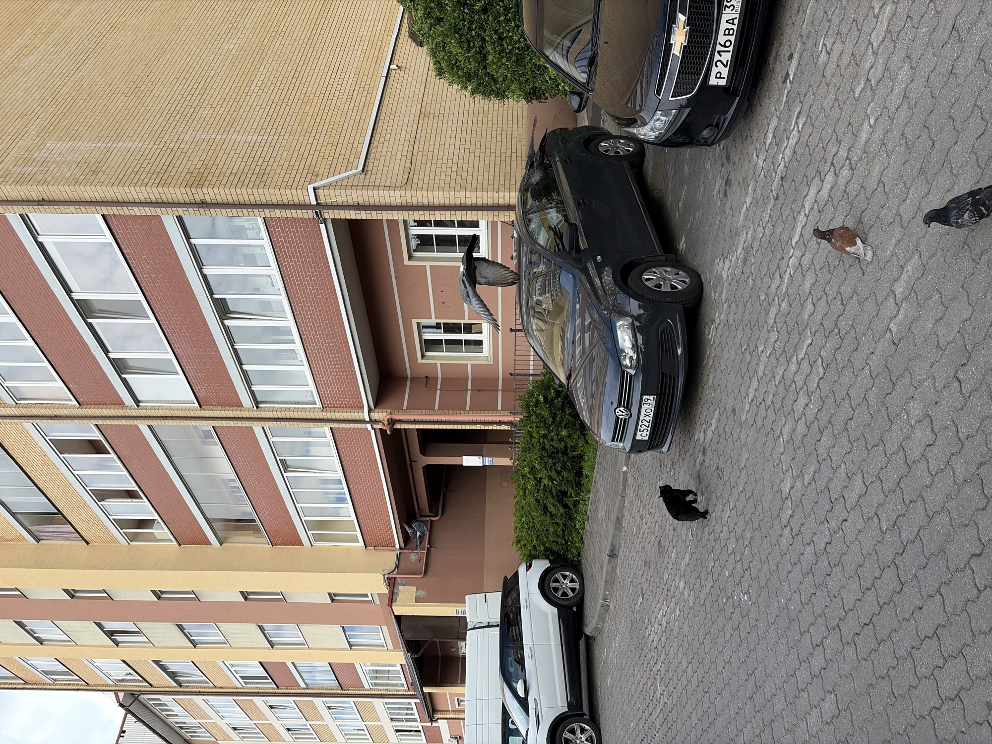 In an outdoor urban setting with a building facade and parked cars, a black cat is walking on a paved surface. Two pigeons are on the ground, and a third pigeon is perched on the roof of a dark-colored car. Another dark-colored car is parked to the right of the car with the pigeon on its roof. A white SUV and a white van are parked to the left. The building is constructed with brick and has multiple windows and balconies.