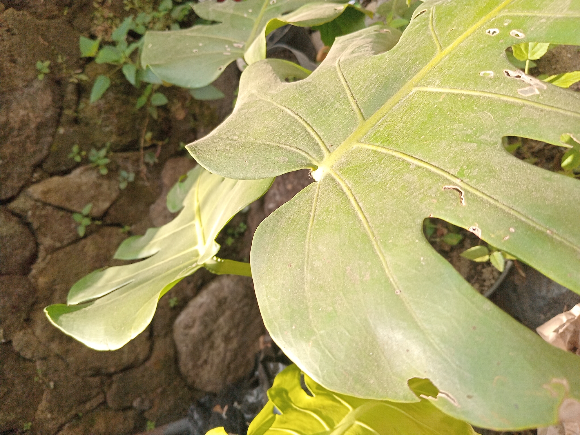 A close-up shot focuses on the large, light green leaves of a Monstera plant in Claket, Indonesia. The leaves are broad with prominent veins and characteristic split shapes, dusted with a fine layer of dirt. In the background, a rough, stone wall is visible, textured with large, uneven stones and small green plants growing between them. Sunlight illuminates the scene from the left, casting shadows and highlighting the texture of the leaves and the stone wall. The ground appears to be covered with soil and some debris, suggesting an outdoor setting.