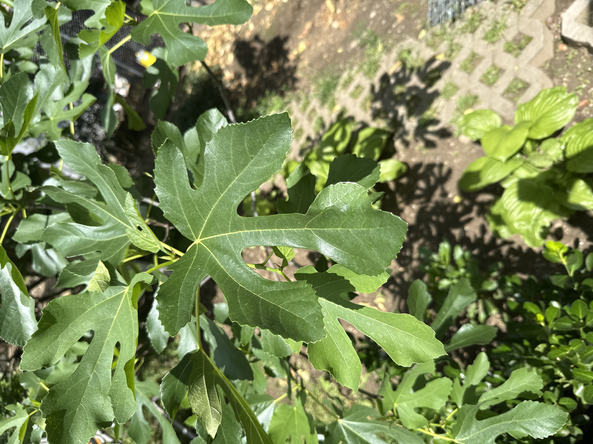 The image depicts a close-up view of vibrant green foliage under bright daylight conditions, situated in Busmantsi, Bulgaria. A large, distinctly lobed fig leaf (Ficus carica) is centrally positioned and in sharp focus, showcasing its intricate vein pattern and serrated edges. Numerous other fig leaves, varying in focus, surround the central leaf, forming a dense canopy. Below and to the left, smaller, bushy green plants are visible, while the lower right features a plant with broad, ribbed green leaves. The ground, partially visible on the right and bottom, comprises dry soil, sparse patches of grass, and a section of light-toned, possibly concrete, paver blocks arranged in a grid or diamond pattern. Dappled shadows from the overhead leaves are prominently cast across the ground. A small, indistinct yellow object is faintly discernible within the foliage in the upper right quadrant. No human figures, animals, or explicit actions are depicted.