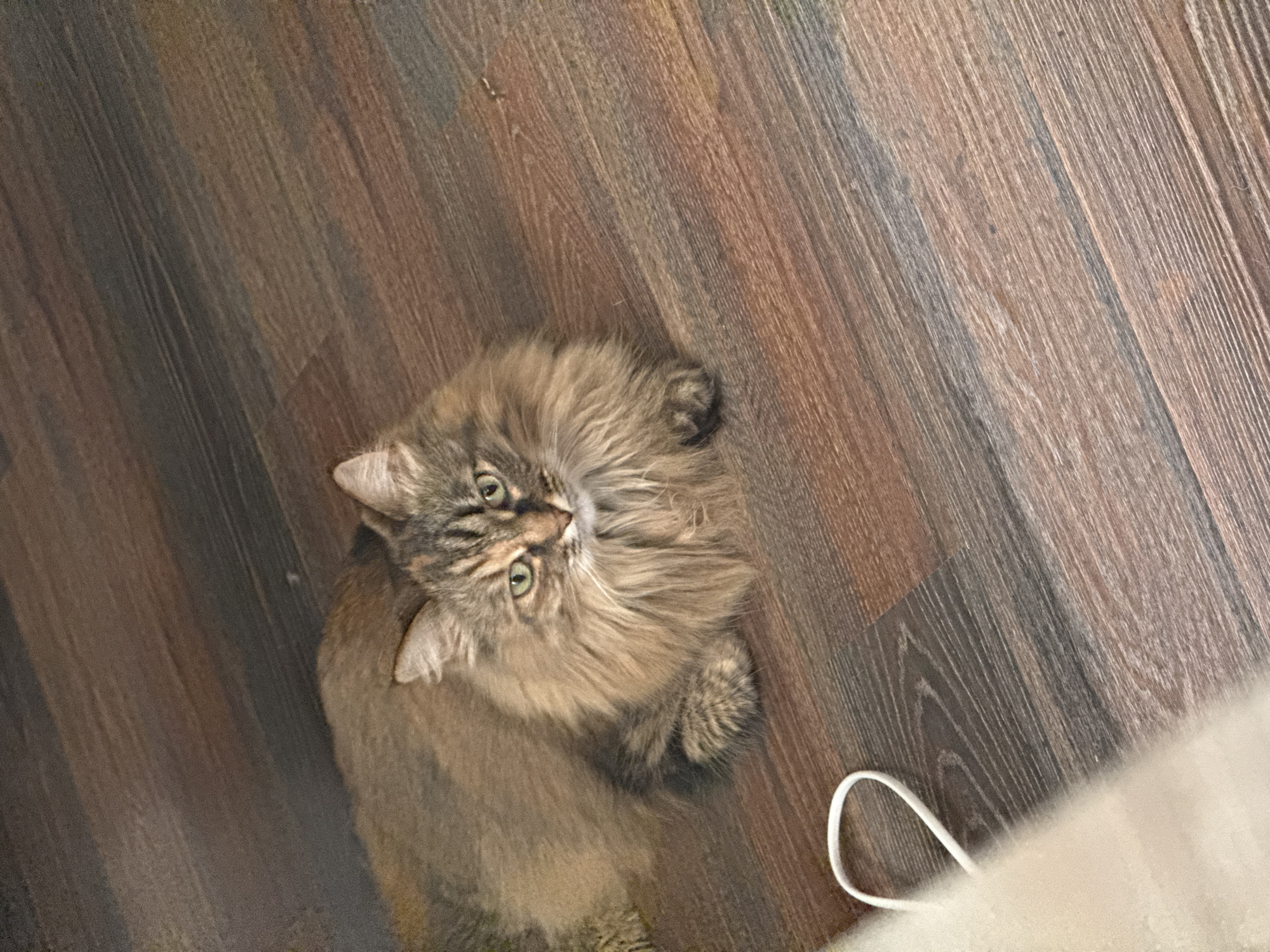 A medium-sized, long-haired cat with tabby markings and green eyes is lying on a wooden floor. A white cable is visible in the lower right corner of the frame. The location is undetermined.