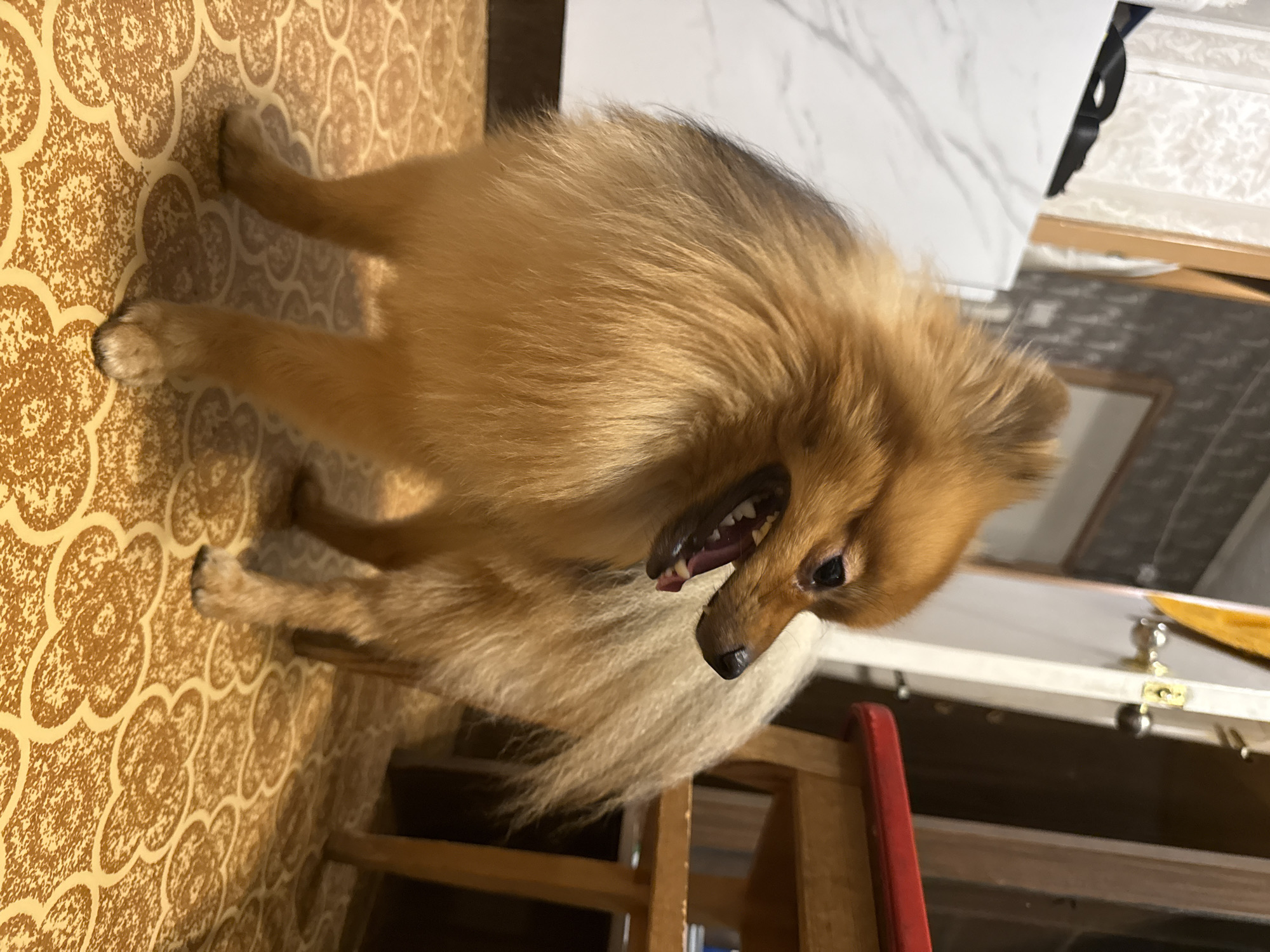 A Pomeranian dog with light brown fur stands on a patterned floor. The dog is facing to the left of the frame, with its mouth open, revealing its teeth. The background shows a door, a cabinet, and a piece of furniture with a red top. The scene appears to be indoors, likely in a residential setting. The location is specified as Khimki, Russia.