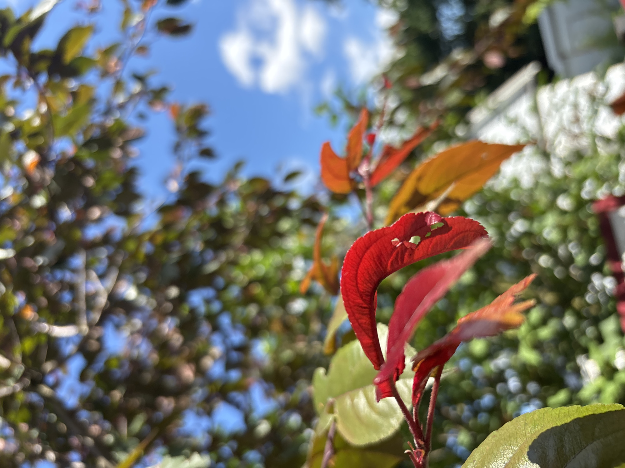 The image captures a close-up, low-angle view of vibrant red and orange leaves against a backdrop of green foliage and a bright blue sky with scattered white clouds. The focus is on the textured, curled edges of the red leaves in the foreground, highlighting their delicate structure and rich color. Some leaves appear to have small holes or imperfections, adding to their natural character.
The scene suggests an outdoor setting, likely a garden or park, with a mix of deciduous trees or shrubs. The lighting indicates it is daytime, with the sun illuminating the leaves and creating soft bokeh effects in the background, blurring the surrounding greenery into a tapestry of light and color. The clear sky suggests fair weather.
There are no visible people or specific objects that would indicate a particular activity or event. The overall mood is serene and natural, emphasizing the beauty of autumn foliage. The location cue of Ostrov, Russia, places the scene within a specific geographical context. No text is visible in the image.