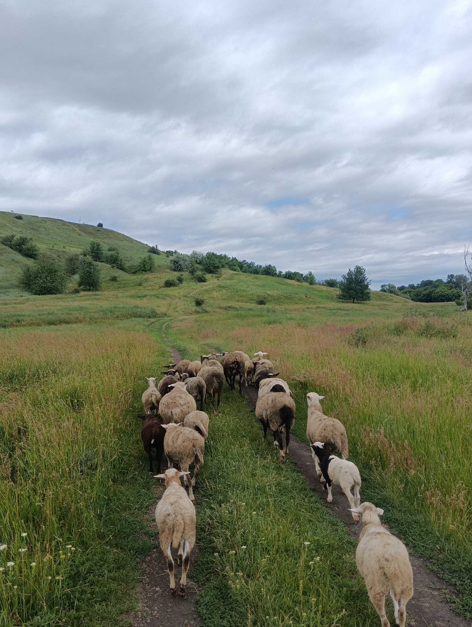 A flock of sheep walks on a dirt path through a grassy, hilly landscape under a cloudy sky. The sheep are walking away from the camera, with the majority of them moving towards the upper right of the frame. The path is flanked by tall green grass and some wildflowers. In the background, rolling hills covered in grass and scattered trees recede into the distance. The sky is overcast with large, grey clouds, but some hints of blue can be seen. There are no people visible in the image.