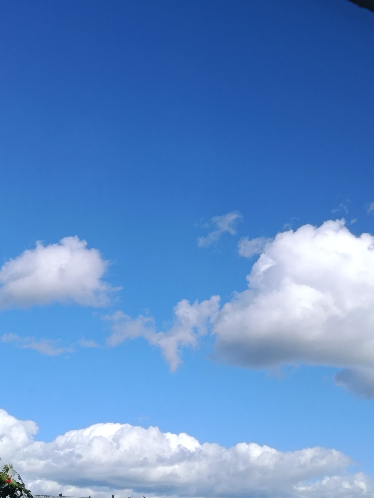 The image shows a clear blue sky with scattered white clouds. In the lower portion of the image, there is a line of fluffy white clouds, with some darker gray clouds interspersed. At the very bottom of the frame, there is a dark horizontal line that appears to be a rooftop or a wall, with some greenery and what look like pigeons perched on it. The scene is likely outdoors, with good visibility due to the clear sky. There is no indication of it being in Apatity, Russia.