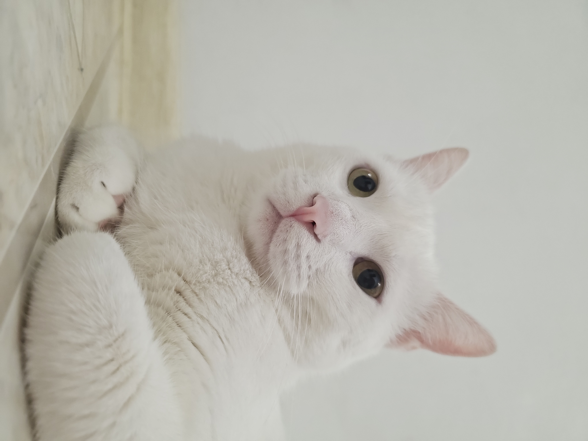 A close-up, low-angle shot shows a fluffy white cat lying down on a light-colored tiled floor. The cat's fur is predominantly white, with subtle hints of cream. Its eyes are a captivating amber color, and its nose is a delicate pink. The cat's paws are tucked neatly beneath its body, with one paw slightly extended forward. The background is a plain, pale wall, creating a minimalist setting that highlights the subject. The lighting is soft and diffused, illuminating the cat's features and texture without harsh shadows.