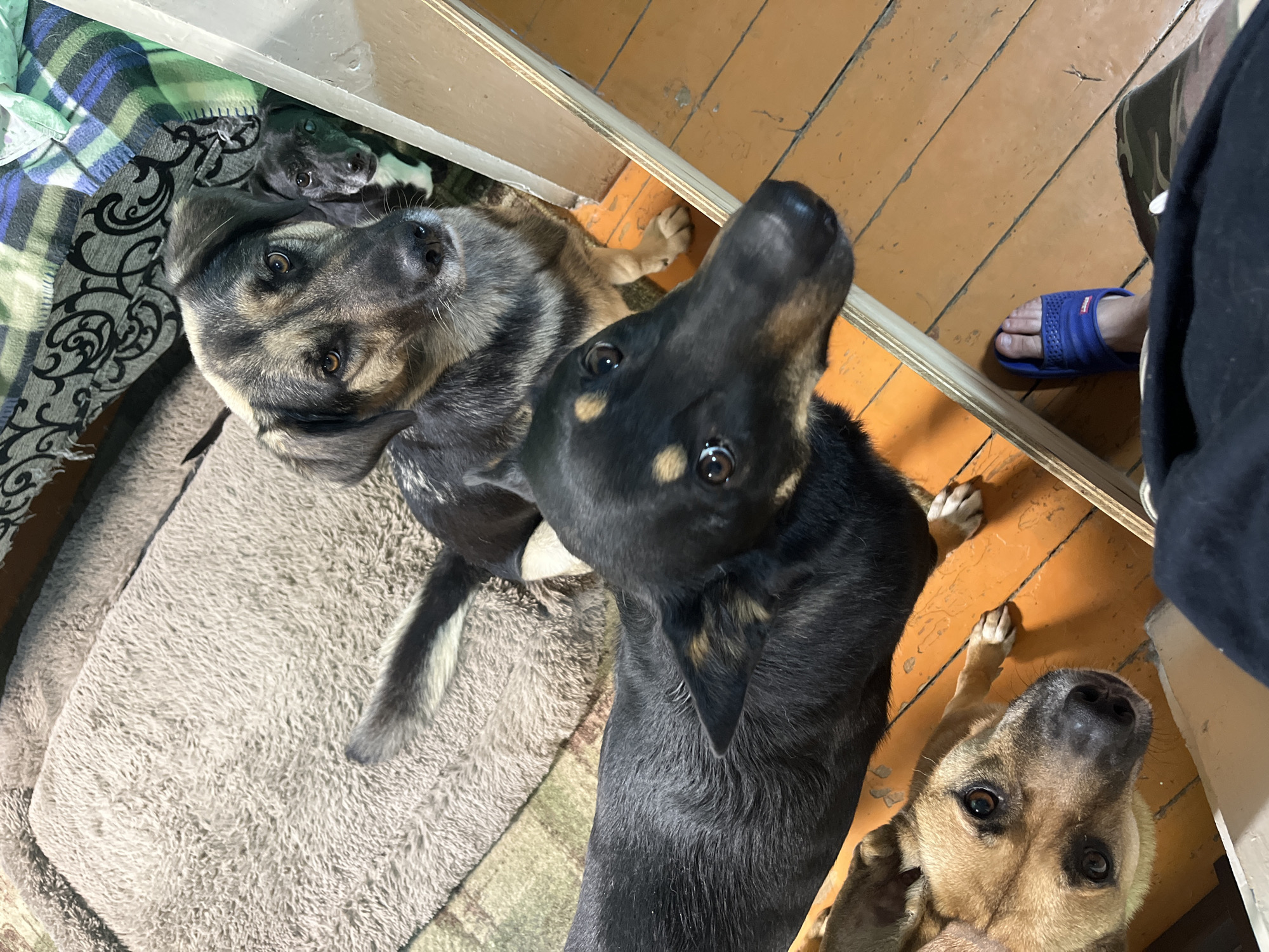 Four dogs are captured in a high-angle shot, appearing to be looking up at the camera. The scene is indoors, with a wooden floor and a thin, beige-colored ledge or threshold visible. In the background, a blanket with a blue, green, and black plaid pattern lies on a textured, neutral-colored mat. One of the dogs, a larger mixed breed with grey and brown fur, is lying on the mat. Another dog, a black and tan mixed breed, is positioned in front of the first dog. To the right, a tan-colored dog is partially visible. In the upper left corner, a small, grey puppy is peeking out from behind the larger dog. The overall impression is one of domesticity and perhaps anticipation, as the dogs' gazes are directed upwards. The lighting suggests it is daytime, and the setting appears to be a simple, lived-in space. A blue slipper is visible on a human foot in the mid-right of the image, indicating the presence of a person.