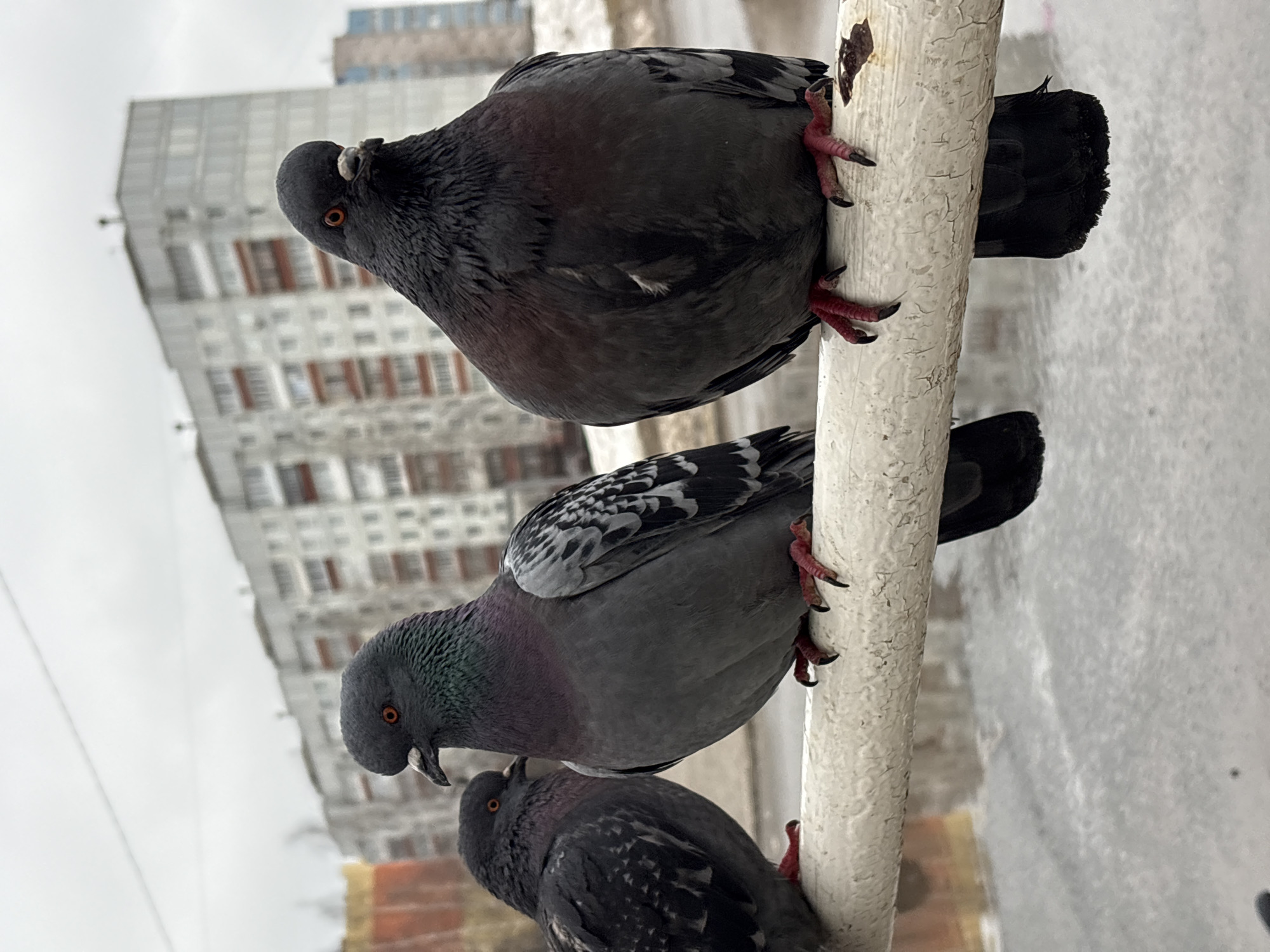 Three pigeons perch vertically on a white, cracked pipe. The top pigeon is gray and facing left, with a white spot on its beak. The middle pigeon is gray with iridescent green and purple hues on its neck and black and white spotted wings, facing left with its beak open slightly. The bottom pigeon is dark gray and also facing left. In the background, a blurry building with rows of windows is visible under an overcast sky. The location is likely Chaikovsky, Russia.