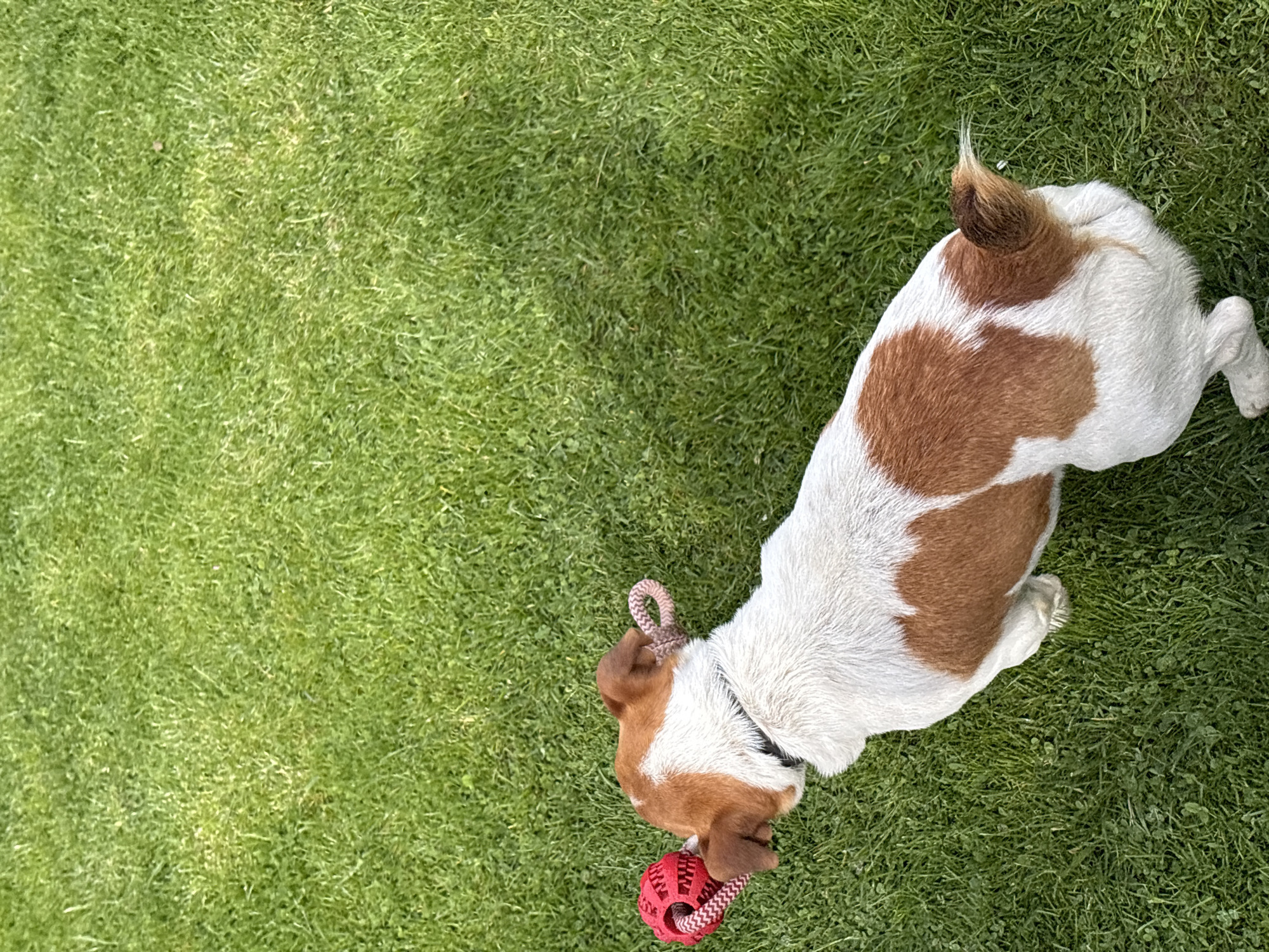 A brown and white Jack Russell Terrier dog is lying on a green lawn with a red dog toy in its mouth. The dog is facing the lower right of the frame. The lawn takes up the majority of the frame. The location is not specified.