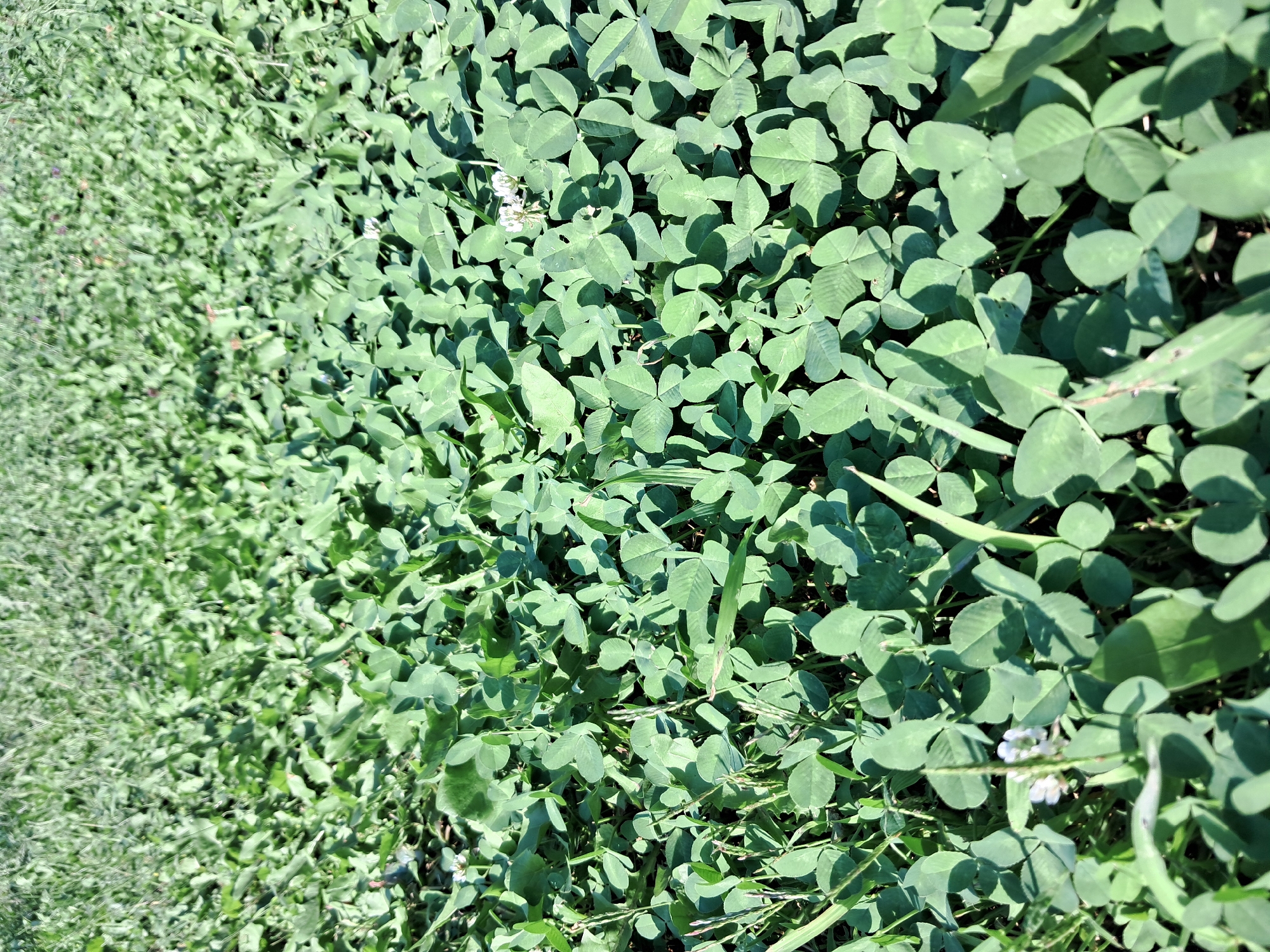 The image depicts a dense field of lush green clover, punctuated by sparse, small white flowers. The clover is the dominant element, with its characteristic three-leafed structure clearly visible across the frame. Some blades of grass are interspersed among the clover. The scene appears to be an outdoor environment, likely a meadow or a park, with the sunlight casting shadows and highlighting the texture of the leaves. The perspective is from a low angle, looking down into the foliage, creating a sense of immersion in the ground cover. The background is a blur of more green, suggesting an expansive area of similar vegetation. There are no people or man-made objects immediately apparent in the foreground. The overall impression is one of natural growth and a peaceful, verdant landscape.