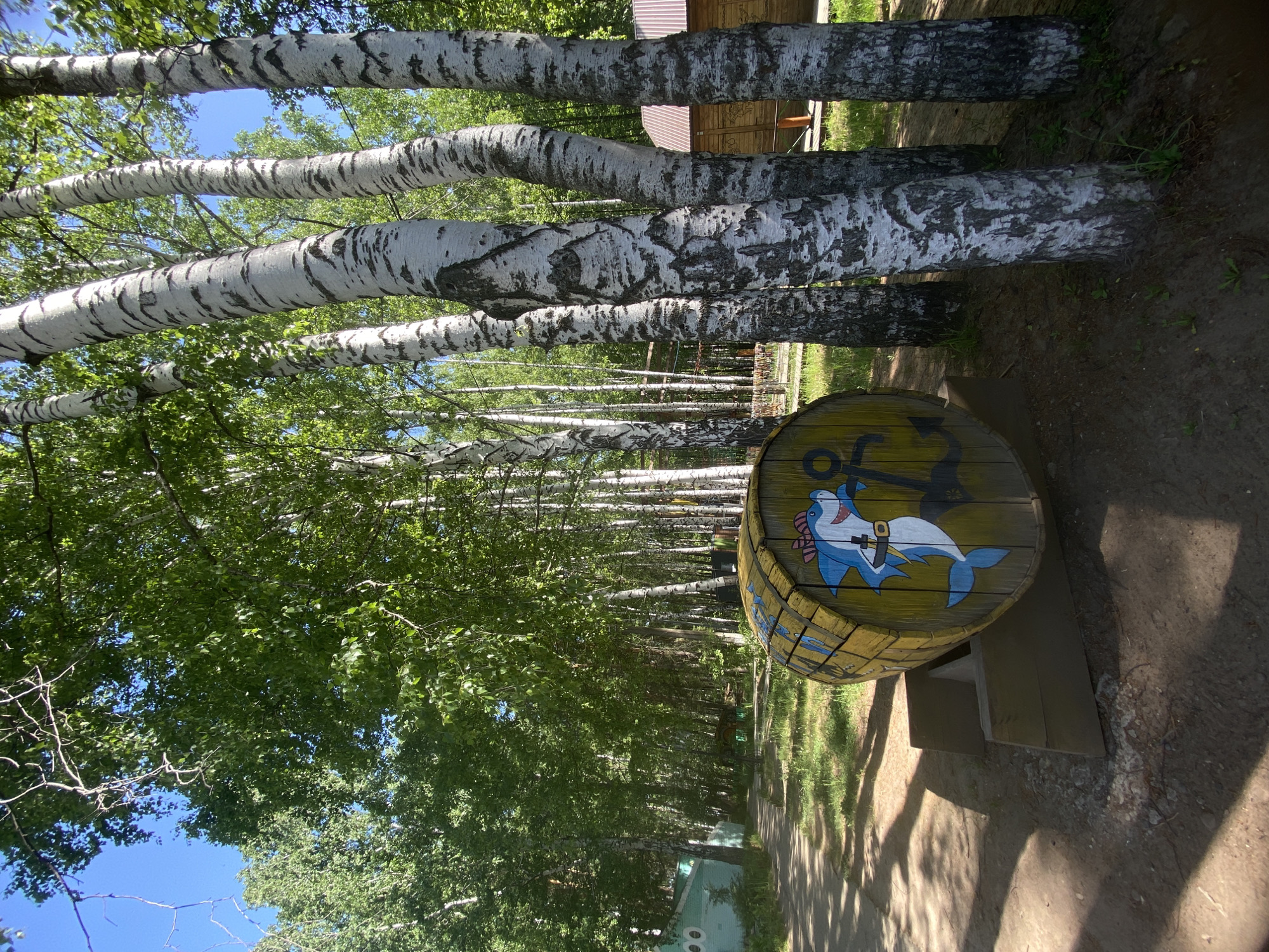 The image depicts a row of birch trees in a park setting, possibly in the city of Chaikovsky, Russia, as this type of tree is commonly found in that region. The trees are tall and their white bark is prominent against the green leaves. A wooden barrel, painted with nautical themes, including an anchor and a cartoon shark, sits on supports along the tree line. The lighting suggests it is midday, casting shadows on the ground. The environment is green and lush, with a pathway visible in the foreground.
