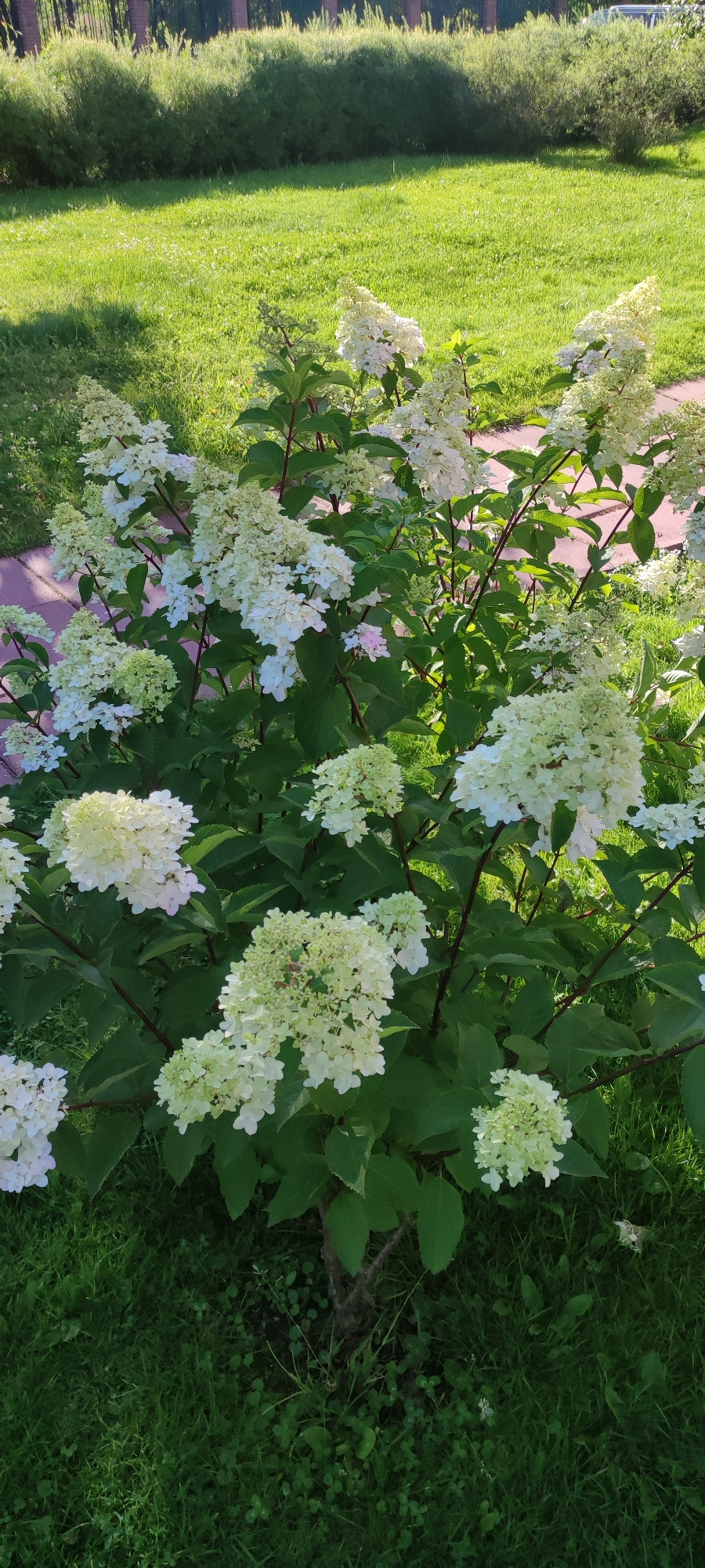 The image depicts a vibrant garden scene in the city of Rosinka, Russia, bathed in soft sunlight. A large hydrangea bush, adorned with numerous creamy white and pale green flower clusters, dominates the foreground. Its dark green leaves provide a lush backdrop for the blooms. The bush is situated on a patch of neatly trimmed green grass, interspersed with clover and other small plants. In the background, a pathway with a pinkish hue is visible, leading towards a dense hedge and a fence. Beyond the hedge, a few trees and a small portion of a building can be seen. The overall impression is one of a well-maintained and serene outdoor space.