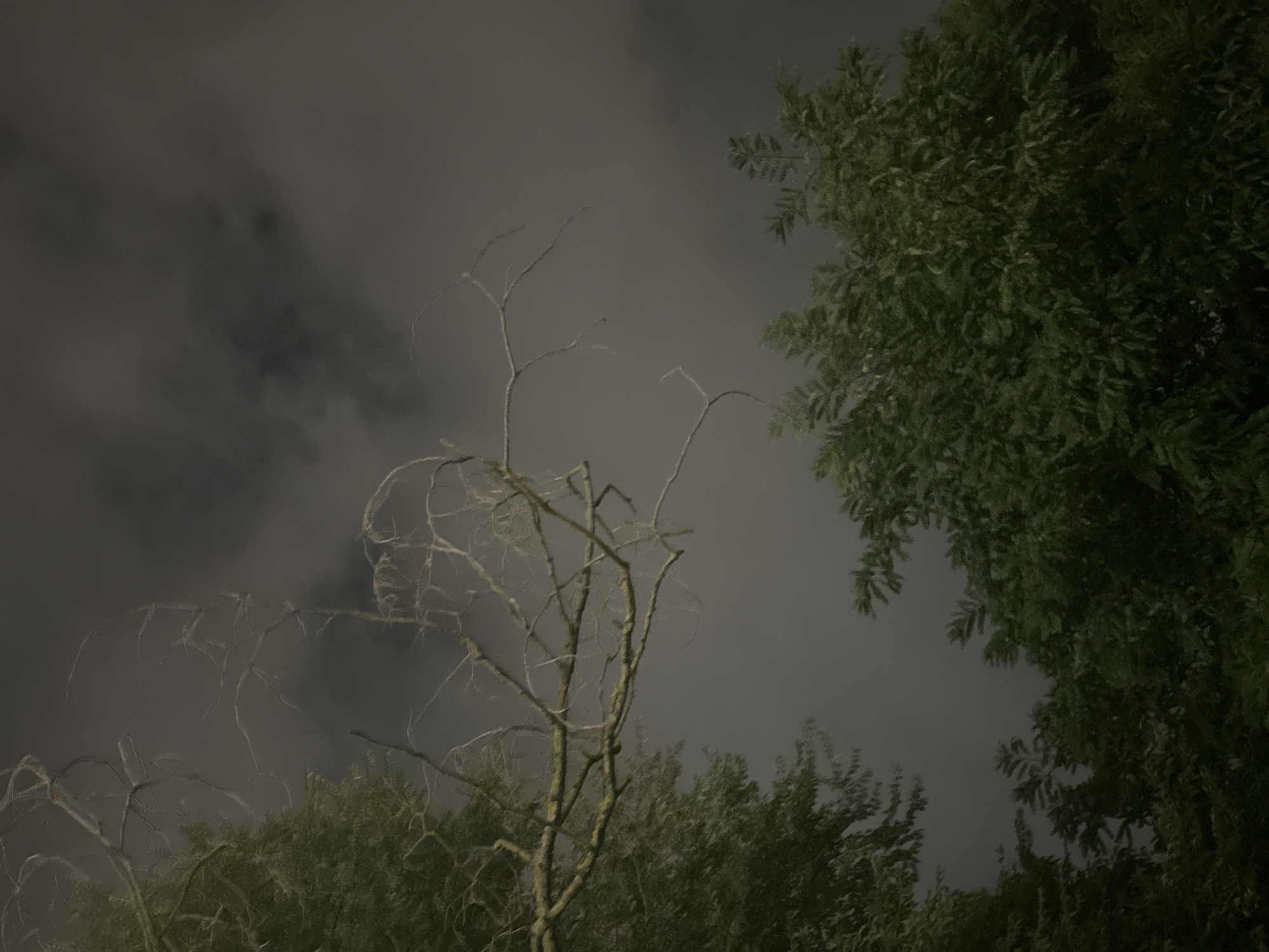 The image depicts a nocturnal scene of trees against a dark, cloudy sky. The foreground features the dark green foliage of two separate trees. A prominent, bare tree branch, likely from a deciduous tree, extends horizontally across the upper half of the frame. The branch is textured and appears to be covered in lichen or moss, with numerous thin, twiggy offshoots. The sky is a muted grey, suggesting overcast conditions or nighttime. The overall impression is one of natural elements silhouetted against a dim, atmospheric backdrop. The specific location in Sochi, Russia, cannot be determined from the visual information alone. There are no people or discernible actions taking place.