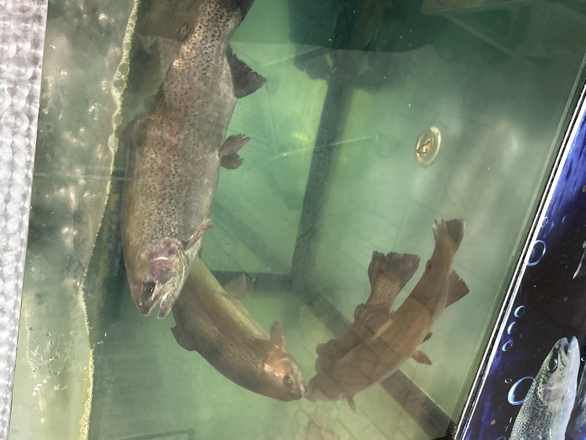 A fish tank containing three trout is visible in a dimly lit area in Chaikovsky, Russia. The trout are displayed in a large, rectangular glass tank filled with water. The trout have brown scales. One trout faces upward, the other two are facing away from the camera at the bottom of the tank.