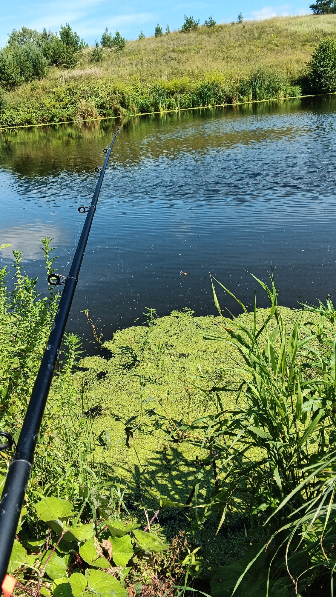 The image shows a view of a calm lake in Podgornoe, Russia, with a fishing rod in the foreground. The fishing rod is black and extends diagonally from the lower left corner towards the center of the frame. The lake's surface is dark blue with ripples and reflects the sky and surrounding vegetation. A small red and white fishing float is visible on the water. The shoreline is lined with lush green plants, including tall reeds and broad-leafed plants. Beyond the lake, a grassy slope is covered with scattered trees. The sky is clear and blue with a few white clouds. The overall scene depicts a peaceful, natural environment suitable for fishing.